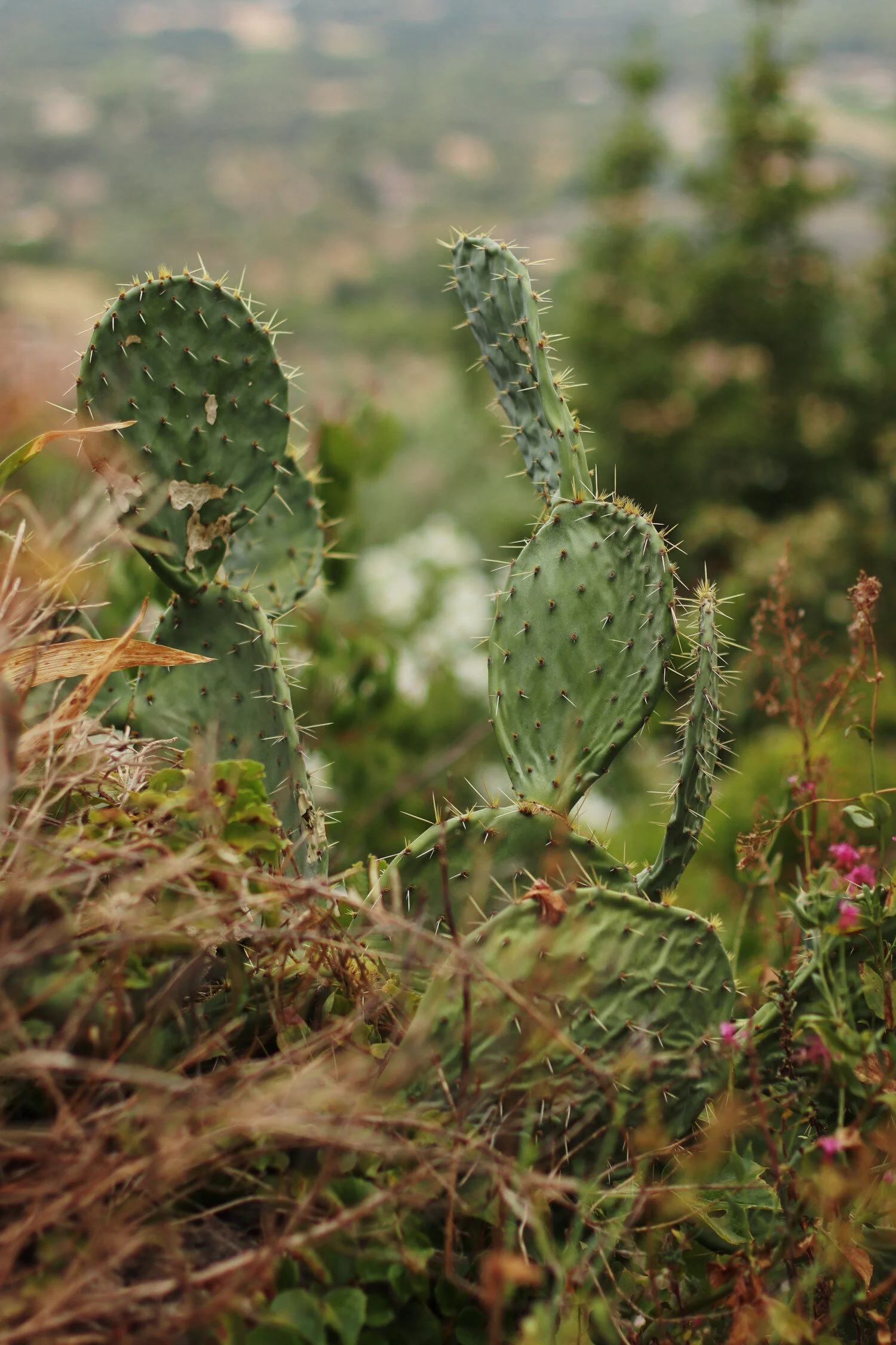 Dieses Foto zeigt Kakteen in der Provence.