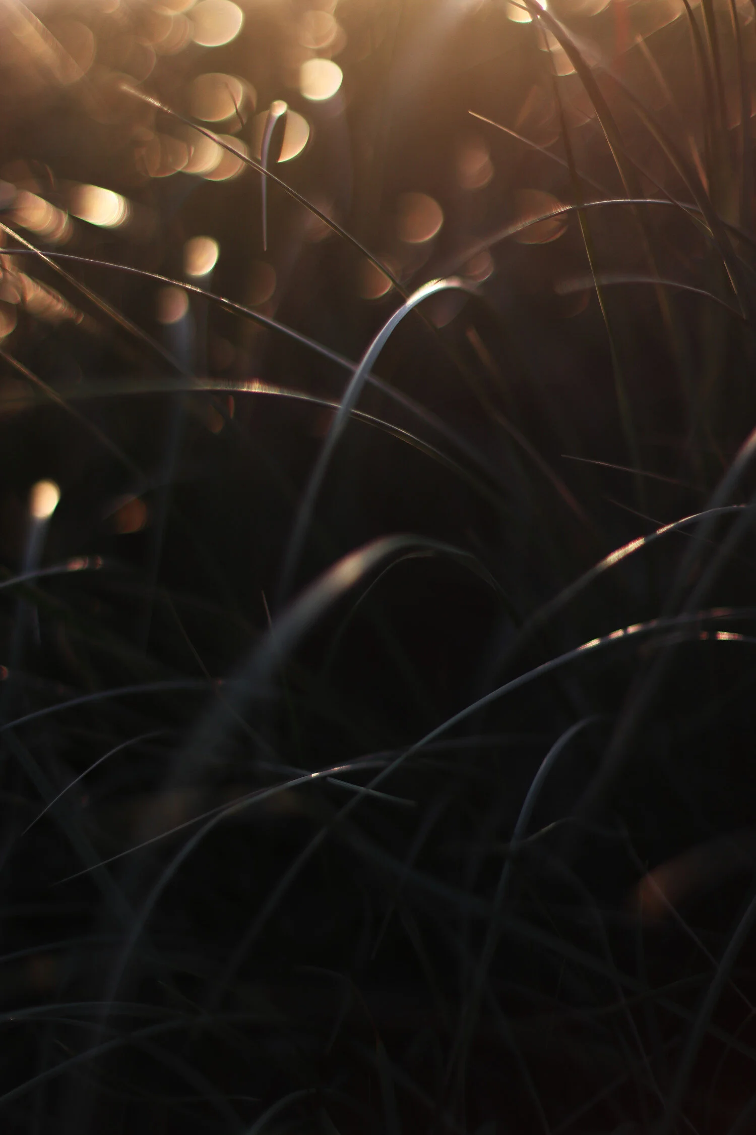 Dieses Foto zeigt Gras im Abendlicht in den Dünen in Dänemark.