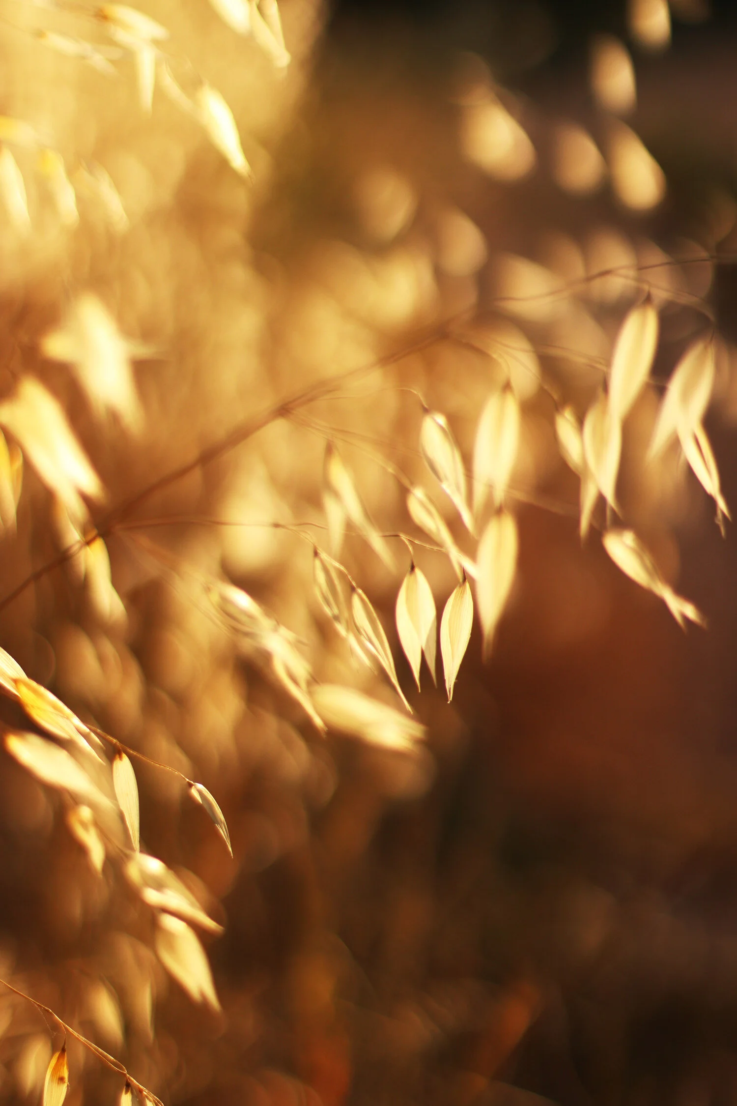 Dieses Foto zeigt ein Detail von Gräsern im Sonnenlicht.