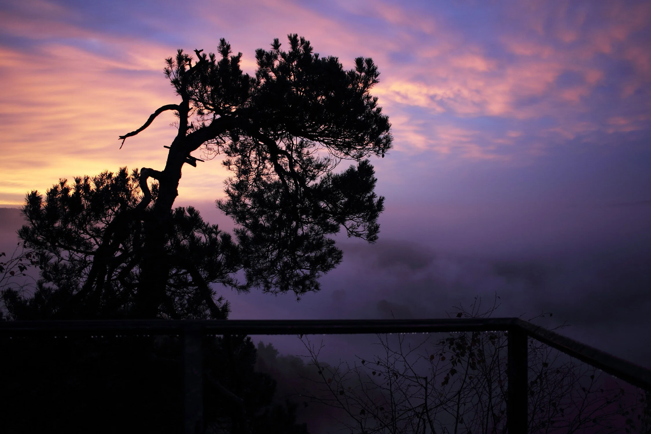 Dieses Foto zeigt die Silhouette von einem Baum vor dem bunten Morgenhimmel.