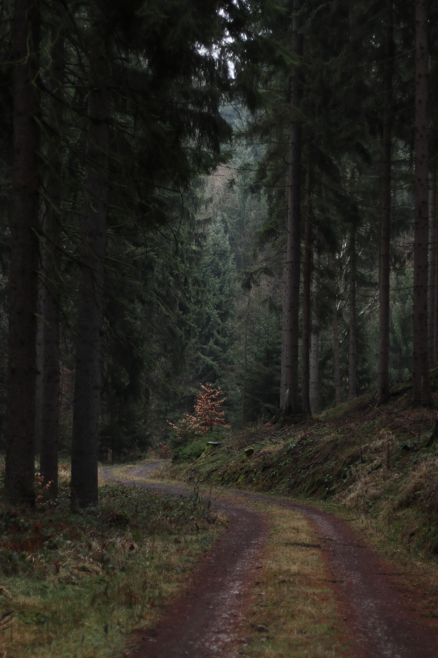 Dieses Foto zeigt einen dunklen Waldweg im Herbst.