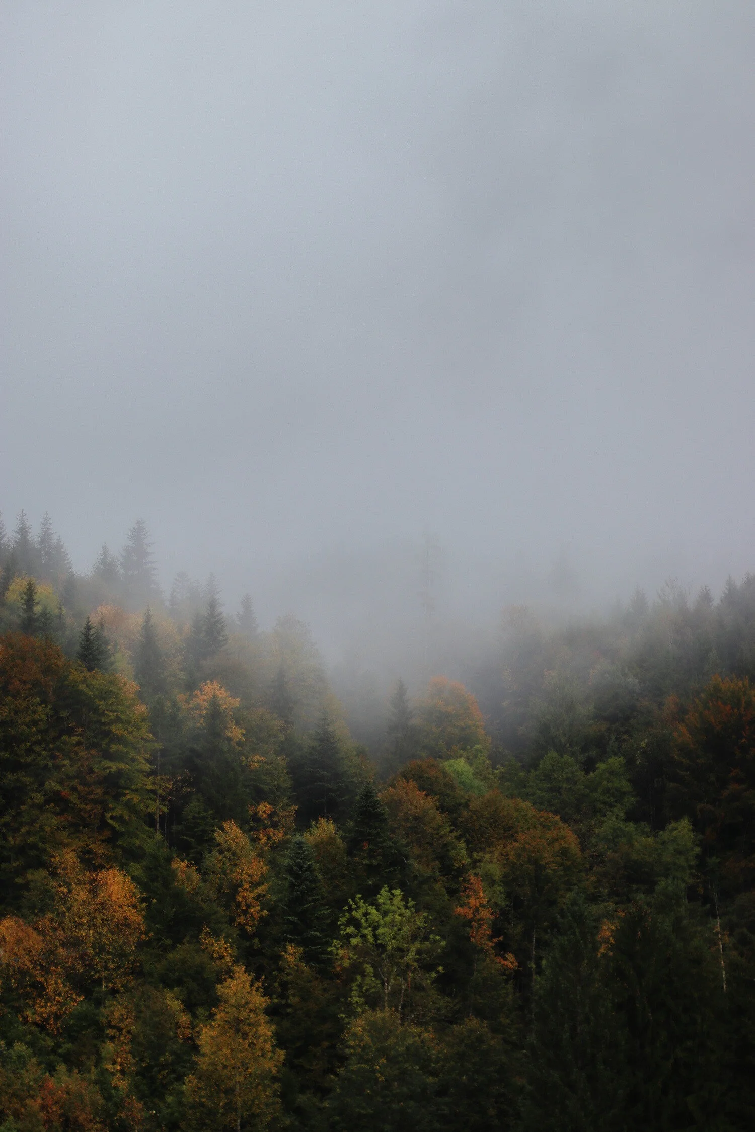 Dieses Foto zeigt Baumkronen in den Bergen im Nebel.