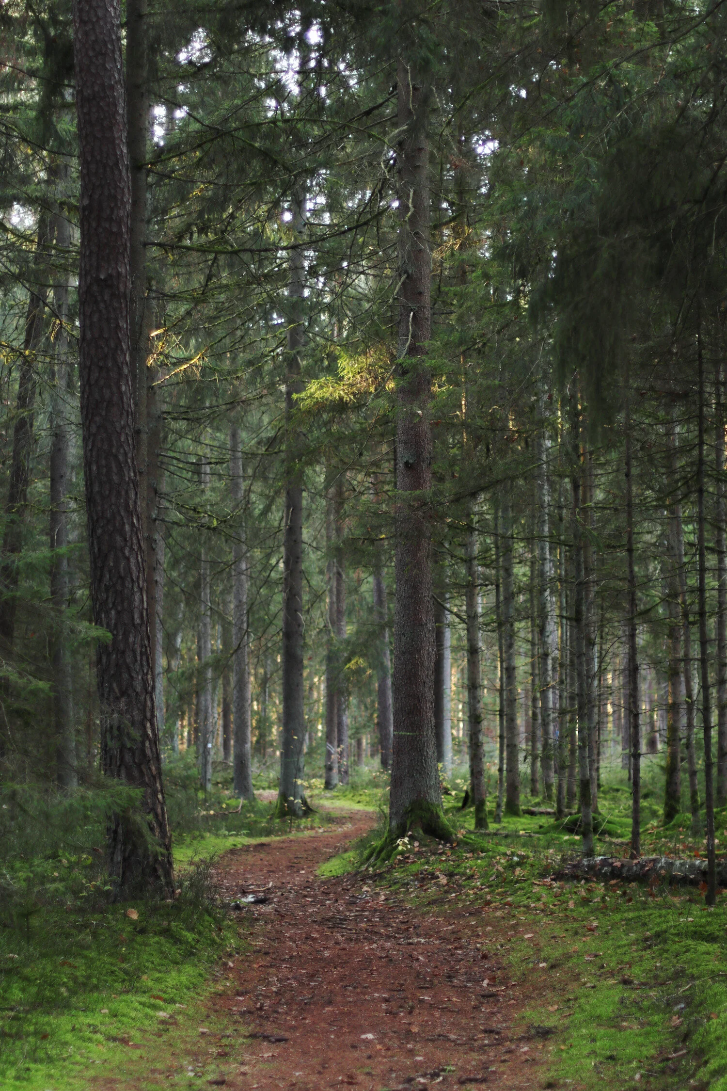 Dieses Foto zeigt einen bemoosten Waldweg.