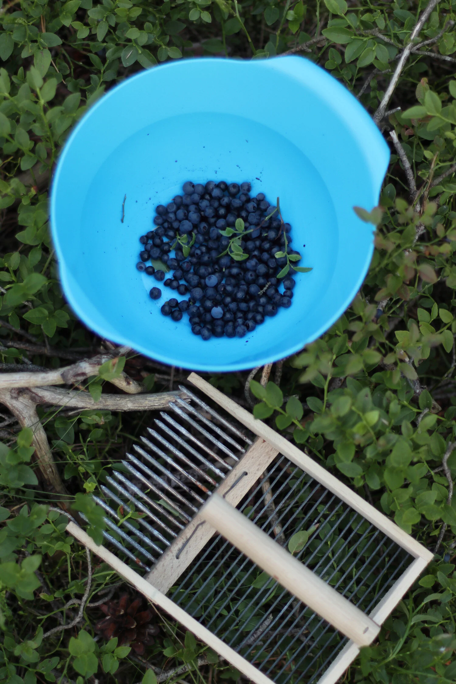 Dieses Bild zeigt eine Schale voller Heidelbeeren und einen Beerenpflücker.