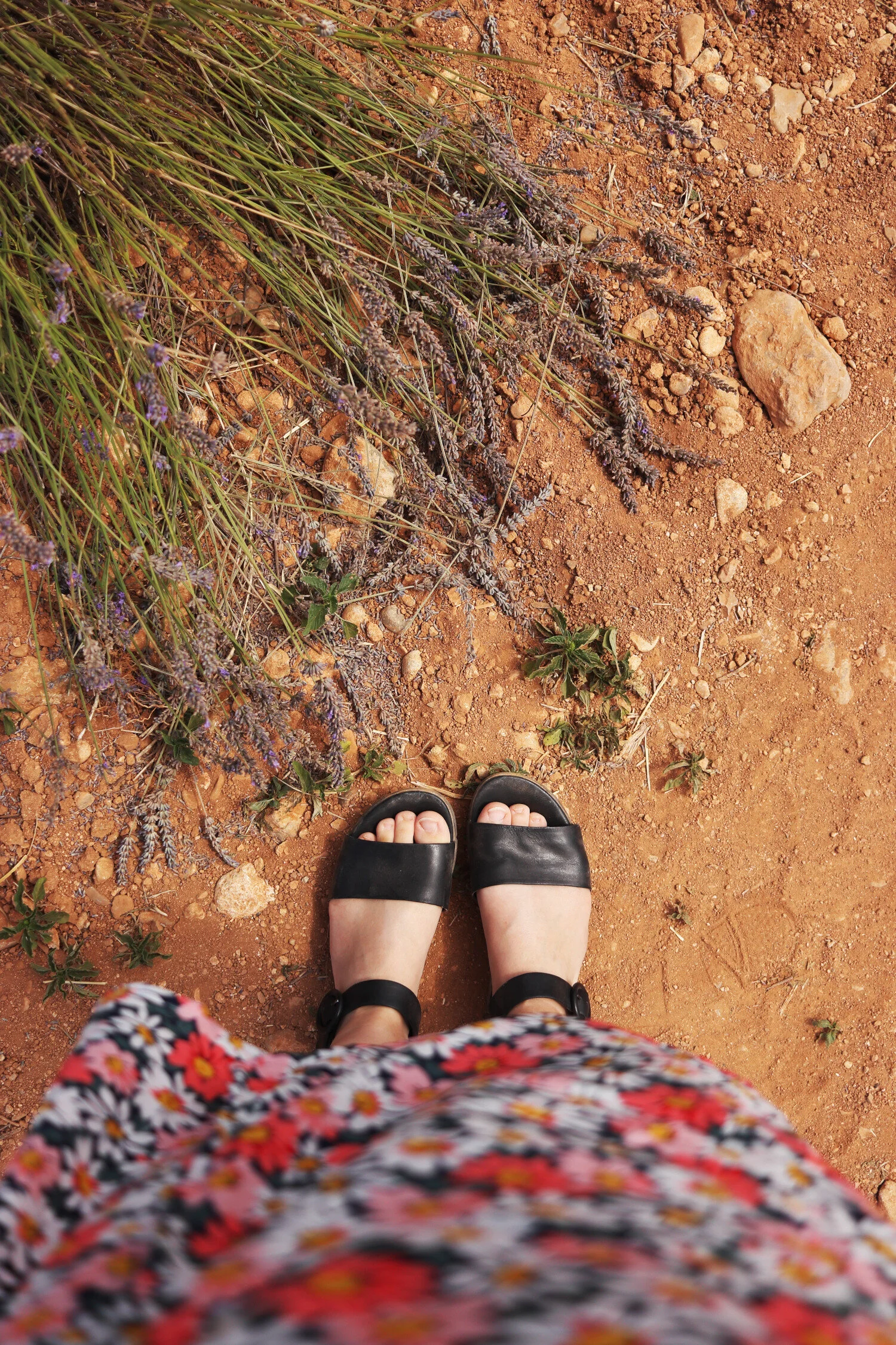 Dieses Bild zeigt den Blick von Luisa, die auf einem Lavendelfeld steht.