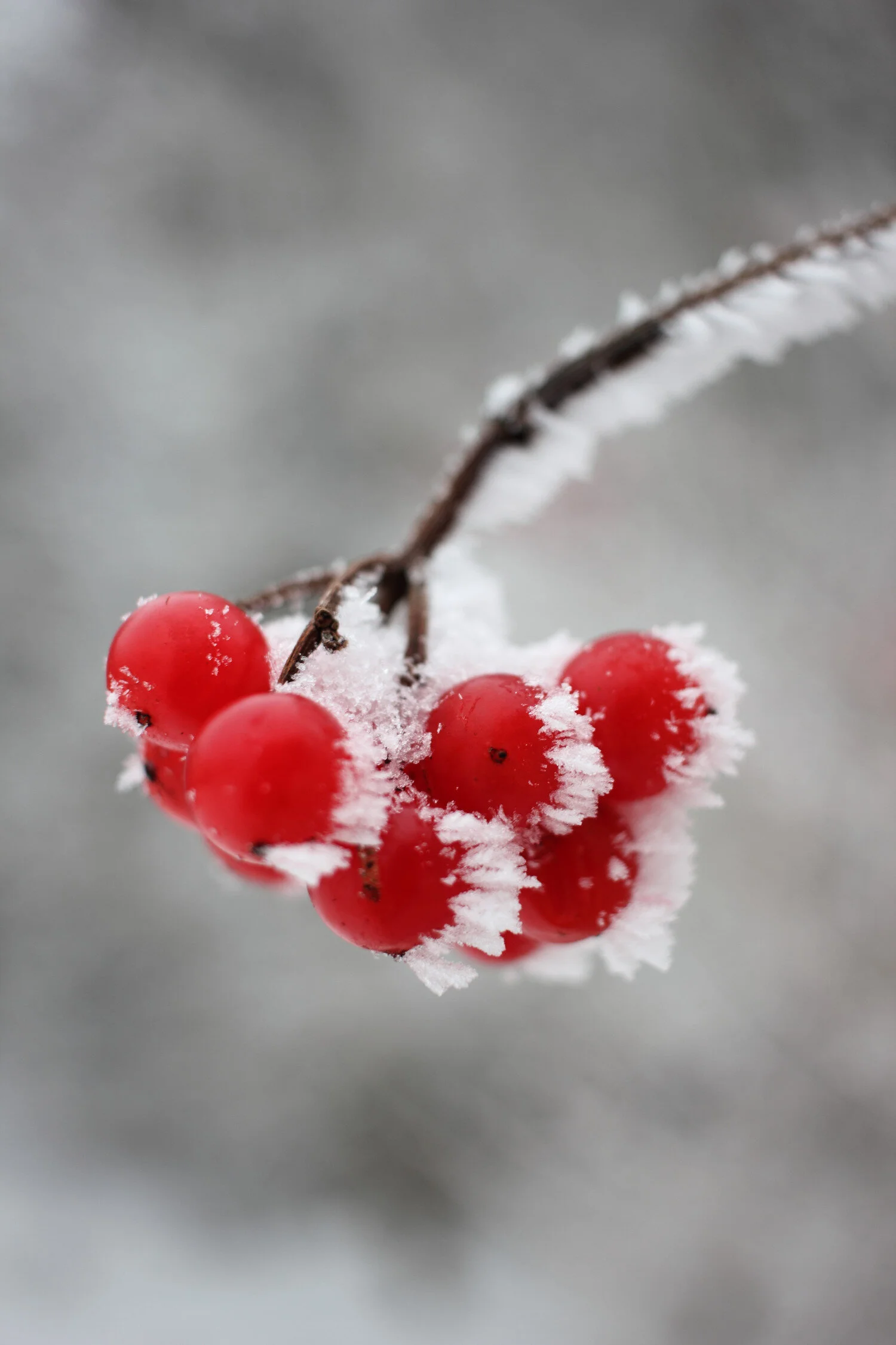 Dieses Foto zeigt gefrorene Beeren in der Winterlandschaft.