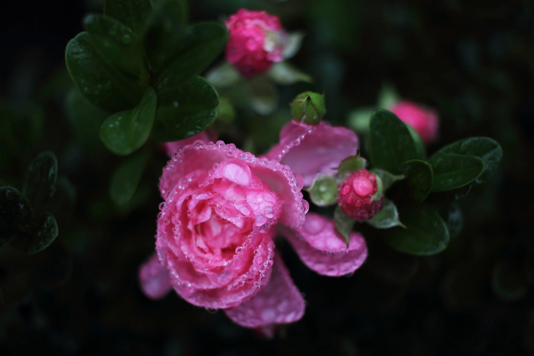 Dieses Foto zeigt Rosenblüten mit kleinen Wassertropfen nach dem Regen.