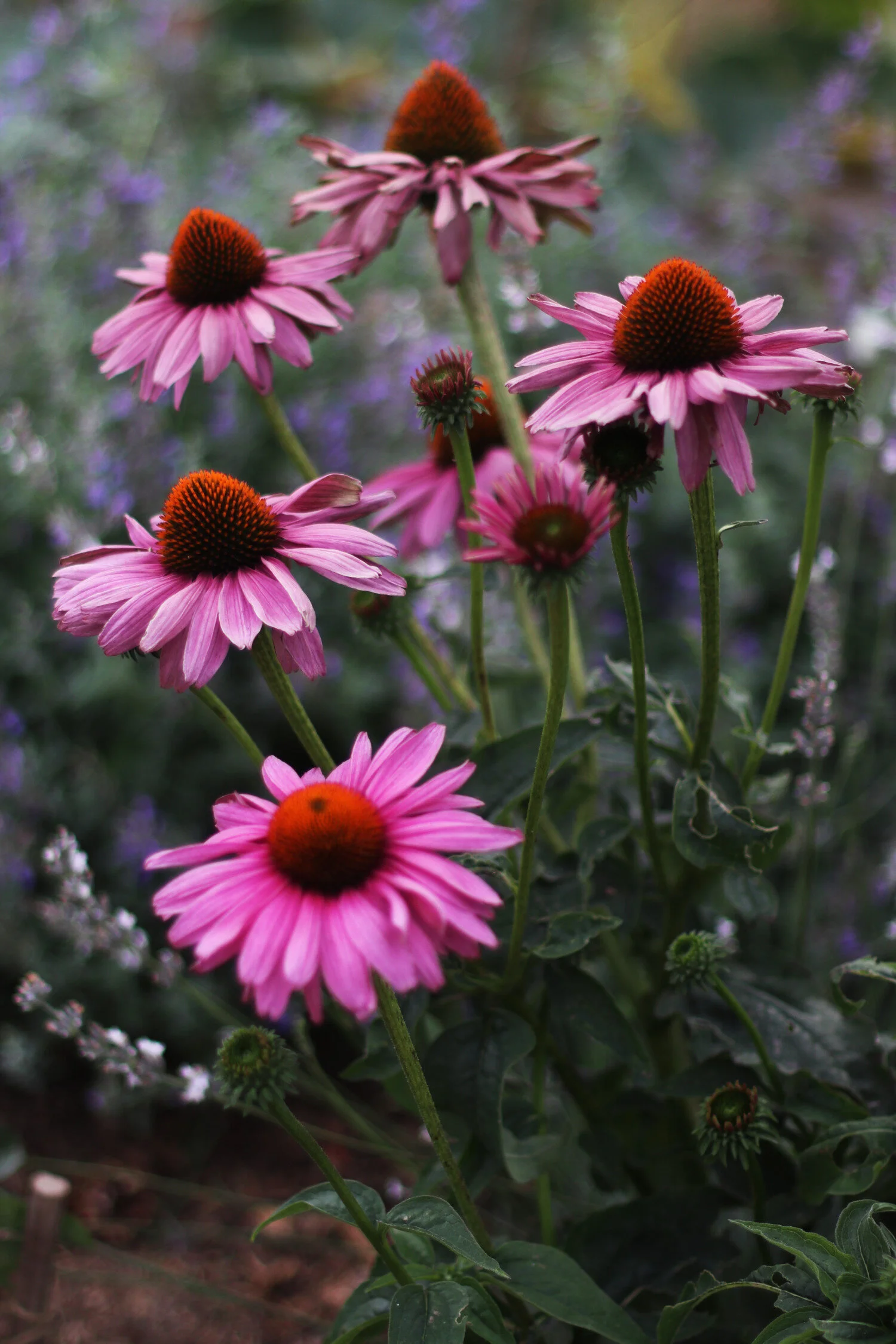 Dieses Foto zeigt rosa blühende Sonnenhüte.