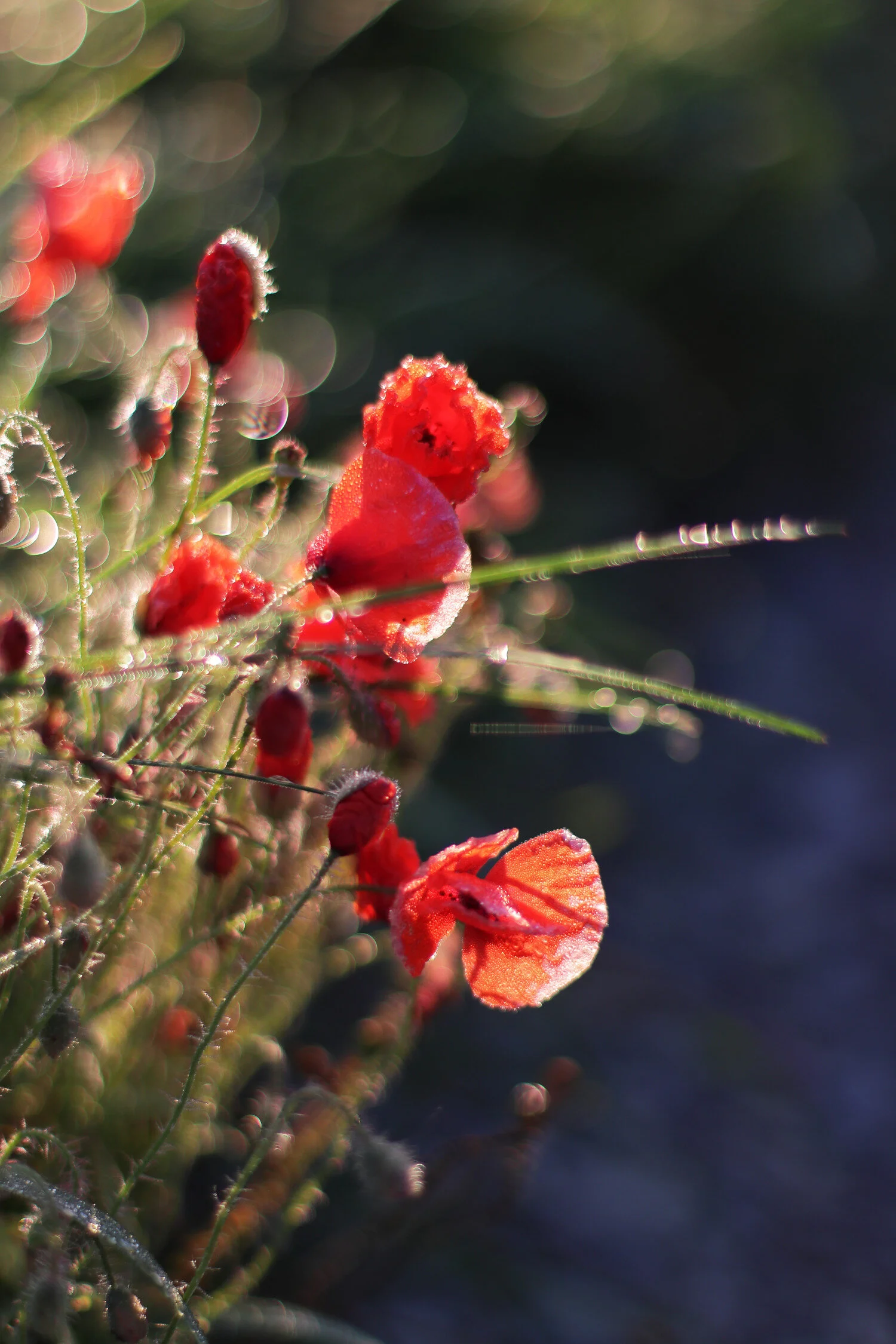Dieses Foto zeigt kleine Mohnblumen mit Tautropfen im Morgenlicht.