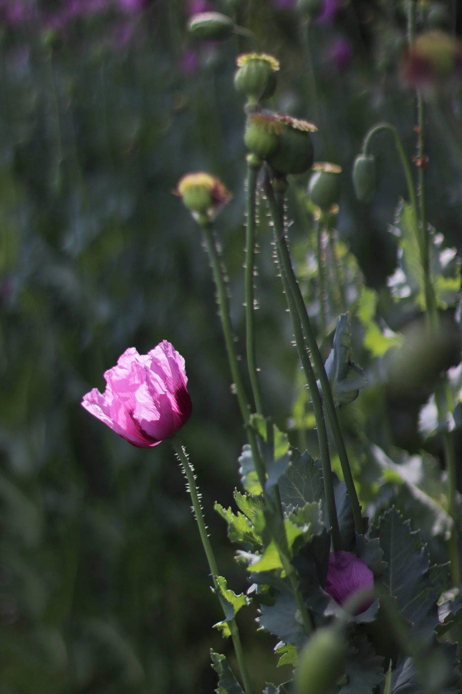 Dieses Foto zeigt eine blühende Mohnblume im Sonnenlicht.