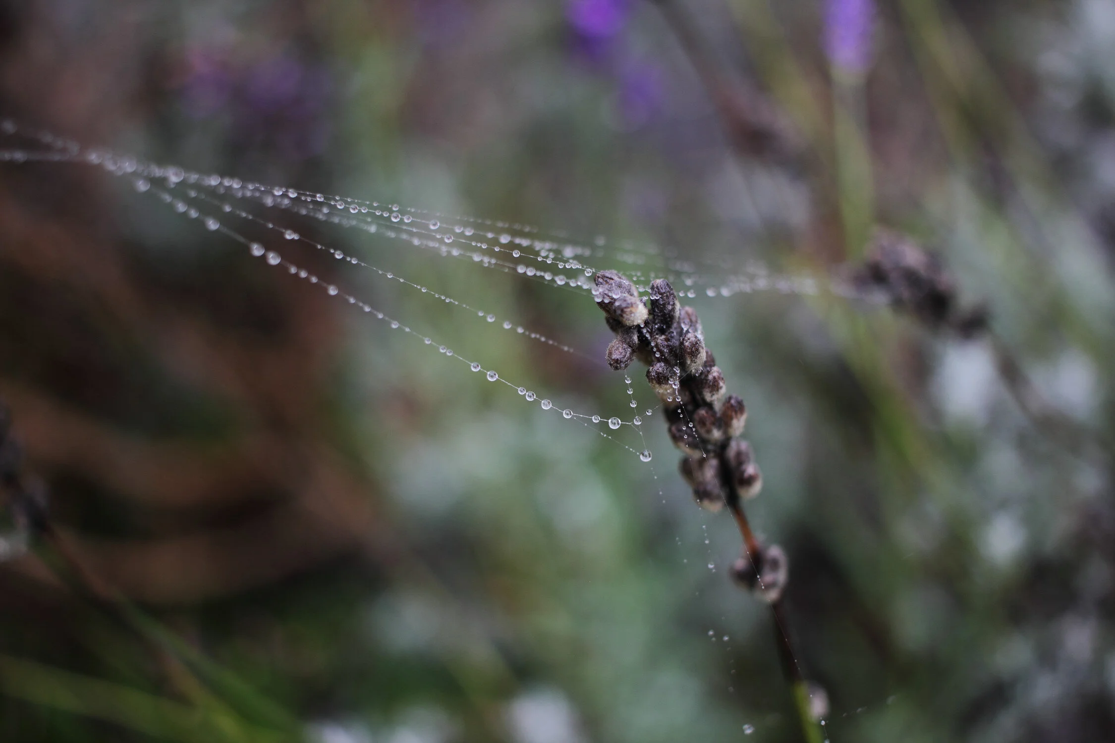 Dieses Foto zeigt eine Detailaufnahme von einer Lavendelblüte.