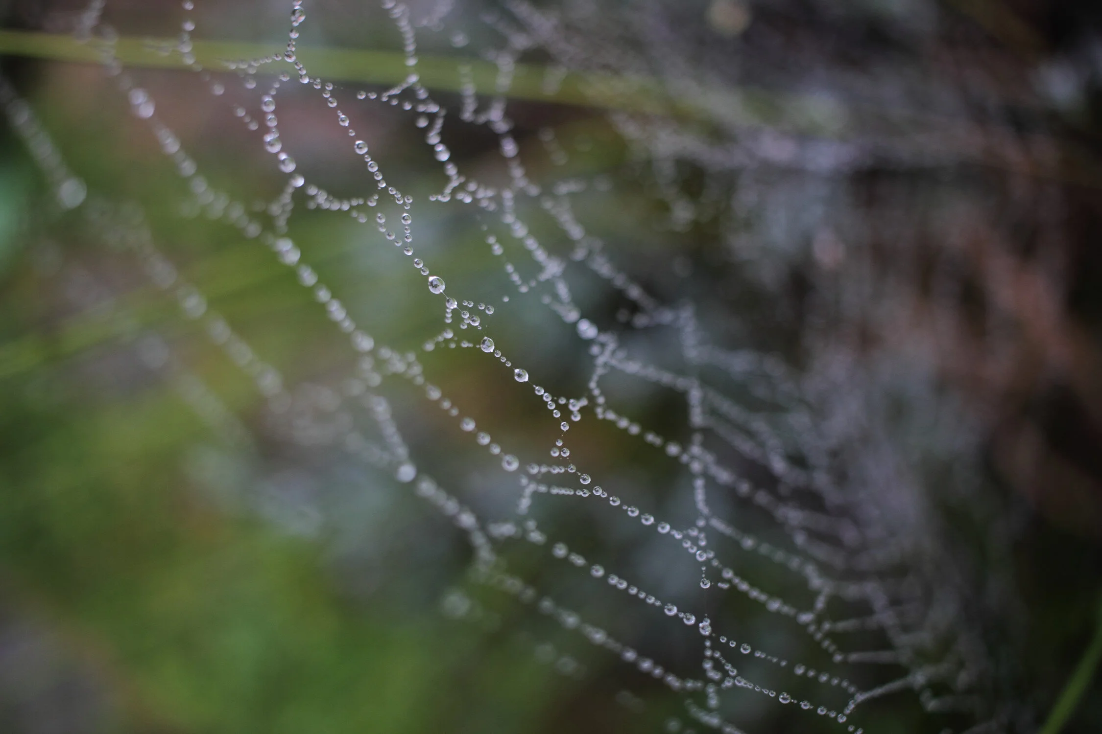 Dieses Foto zeigt eine Detailaufnahme von einem Spinnennetz voller kleiner Wassertropfen.