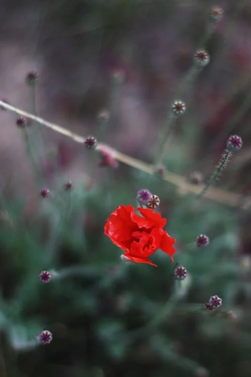 Dieses Foto zeigt eine blühende Mohnblume vor stimmungsvollem Hintergrund.