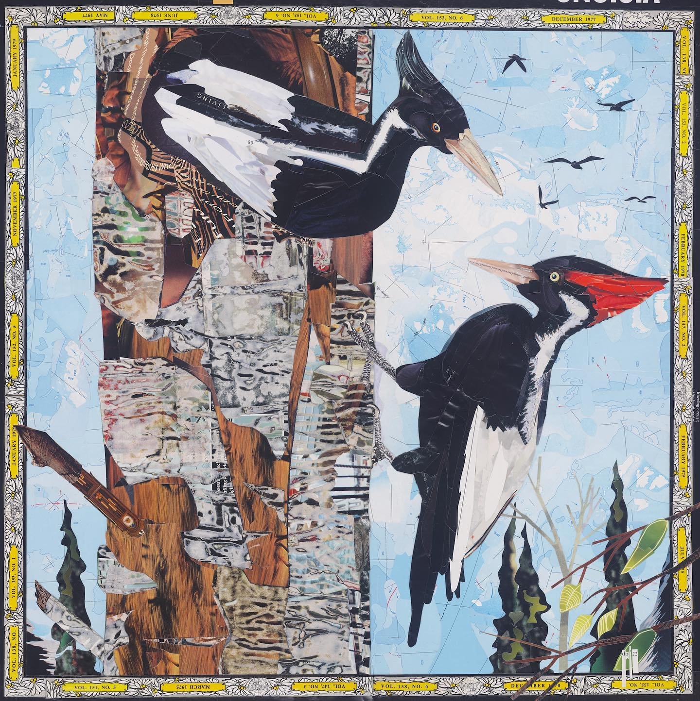 Ivory-Billed Woodpecker