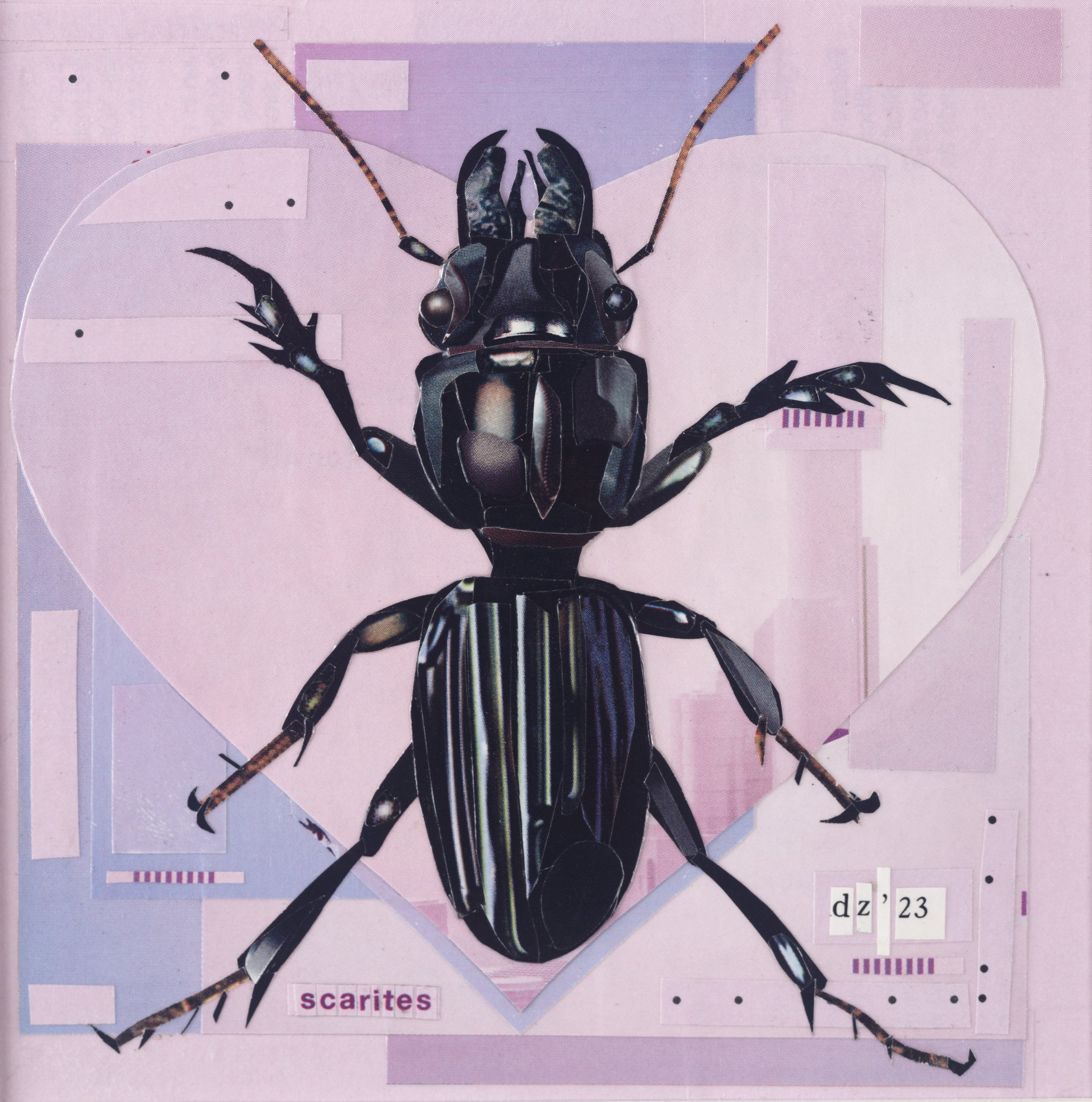 Scarites Ground Beetle