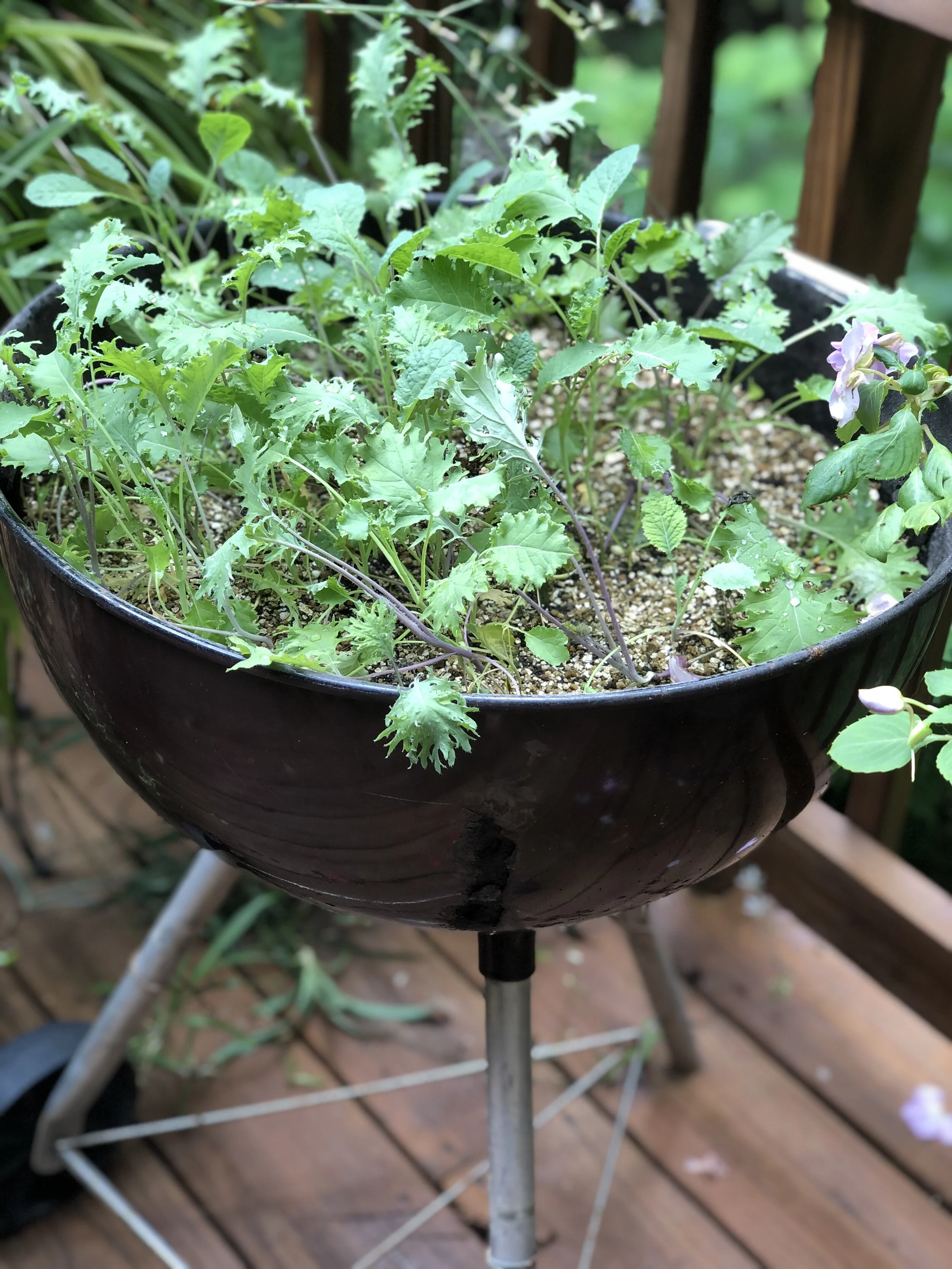 Repurposed Garden Ideas