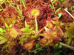 The Intriguing World of Drosera