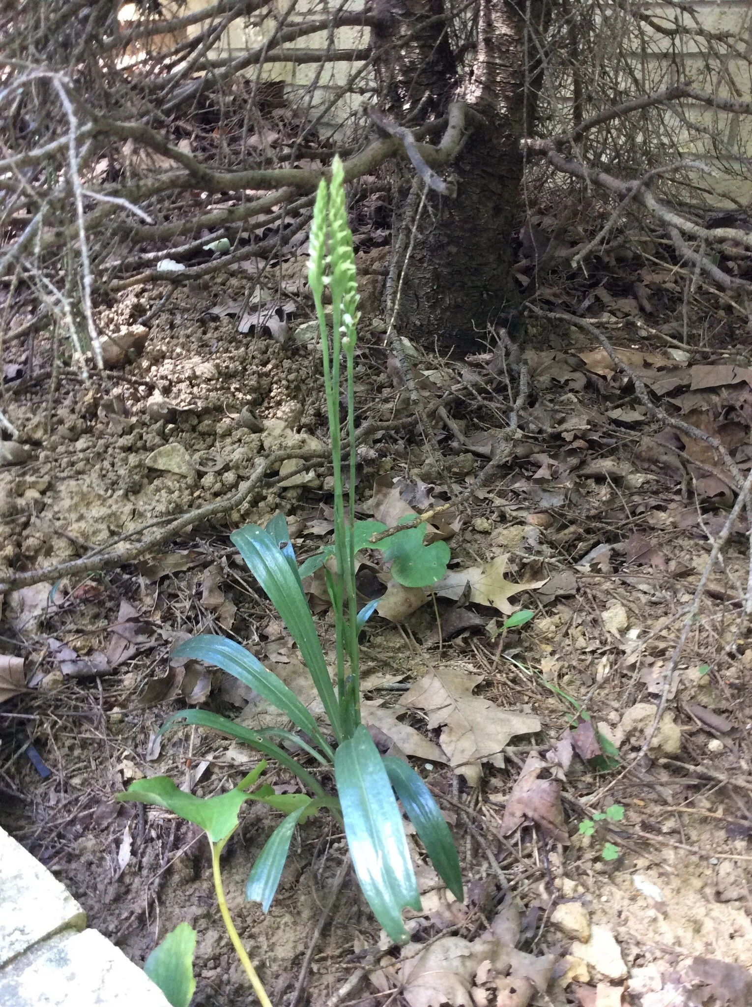 The Joy of Finding a New Friend