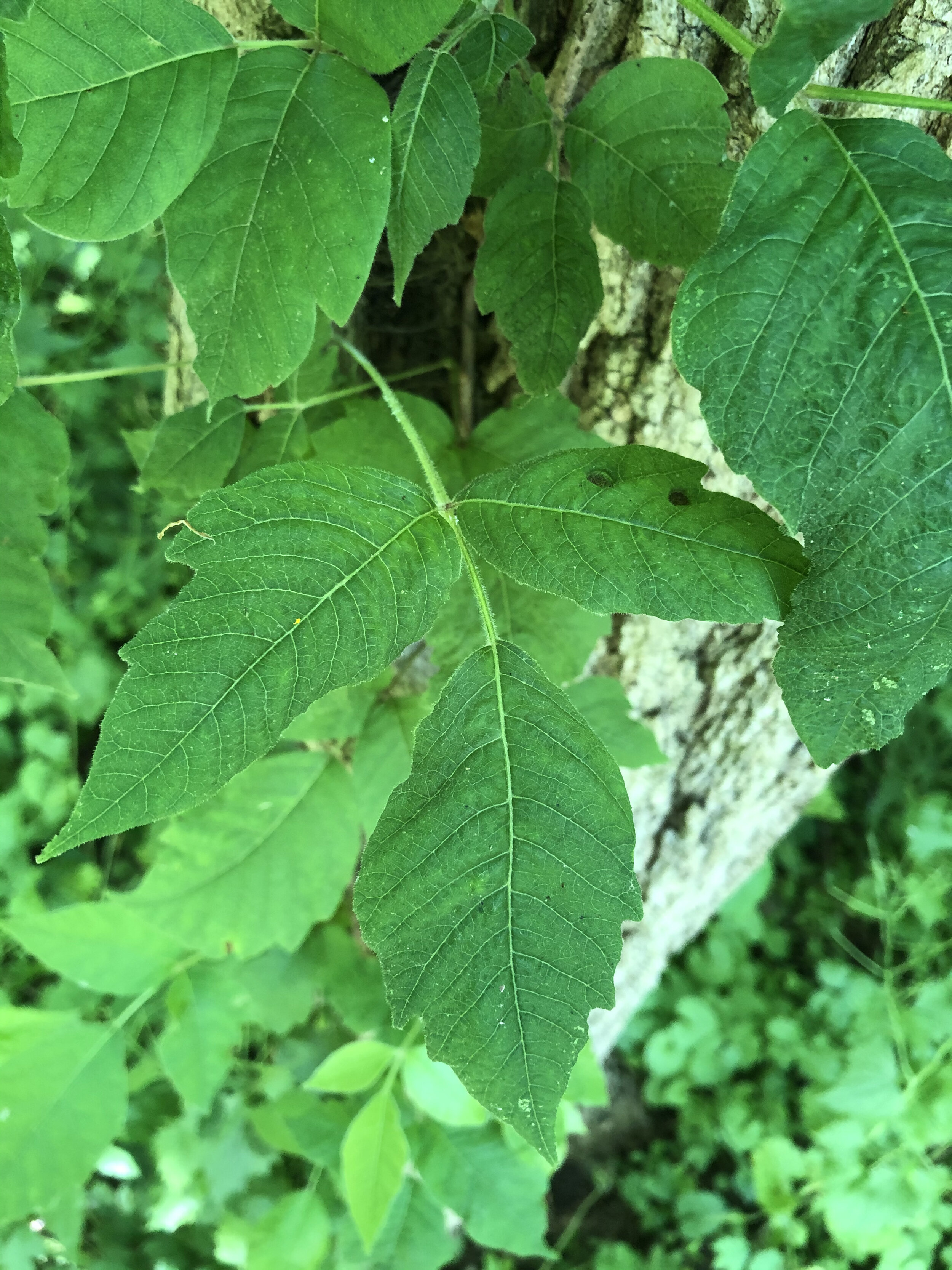 Is This Poison Ivy?