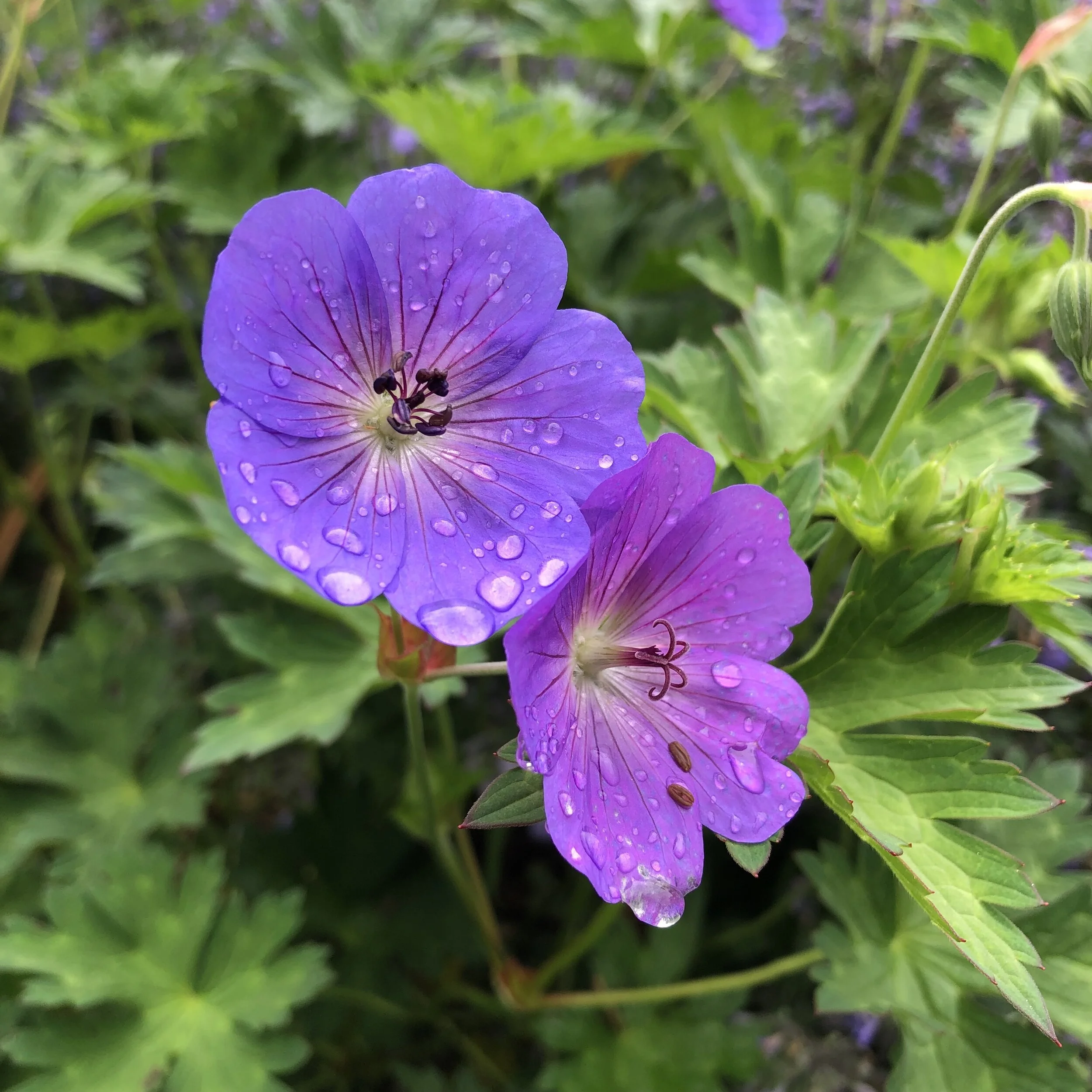 What’s Blooming in late Spring?