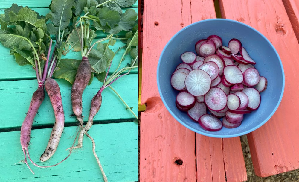  First harvest, radishes! 