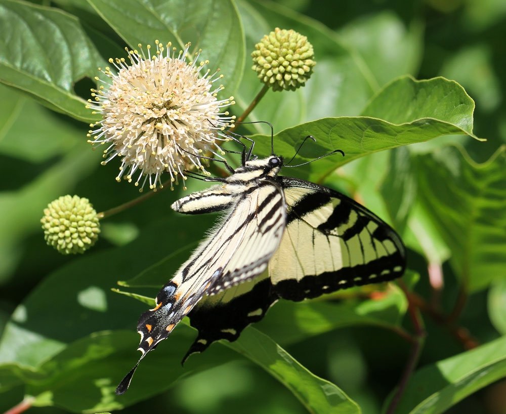  Eastern tiger swallowtail adult on buttonbush. by Debbie Roos,  CC BY 2.0  