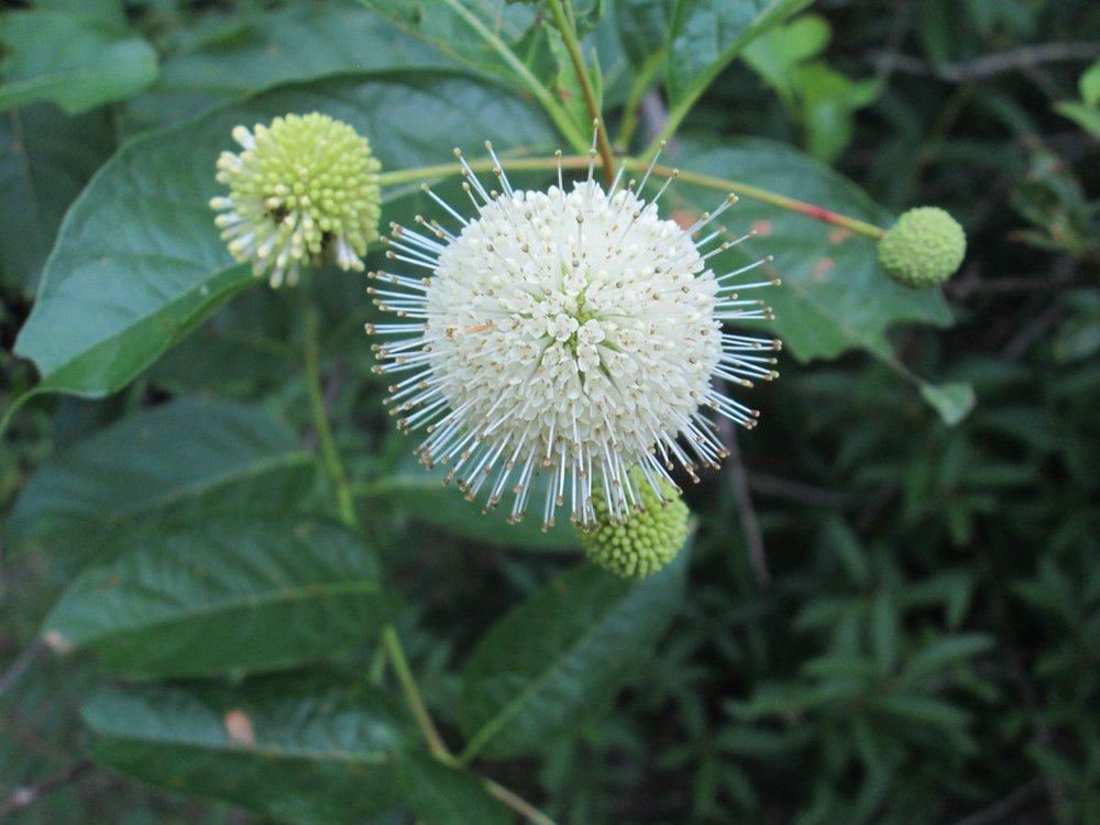  Snowball like Flower in June (Craven County, NC), by Tom Glasgow,  CC BY 4.0  