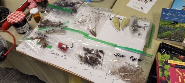 seed-samples.jpeg