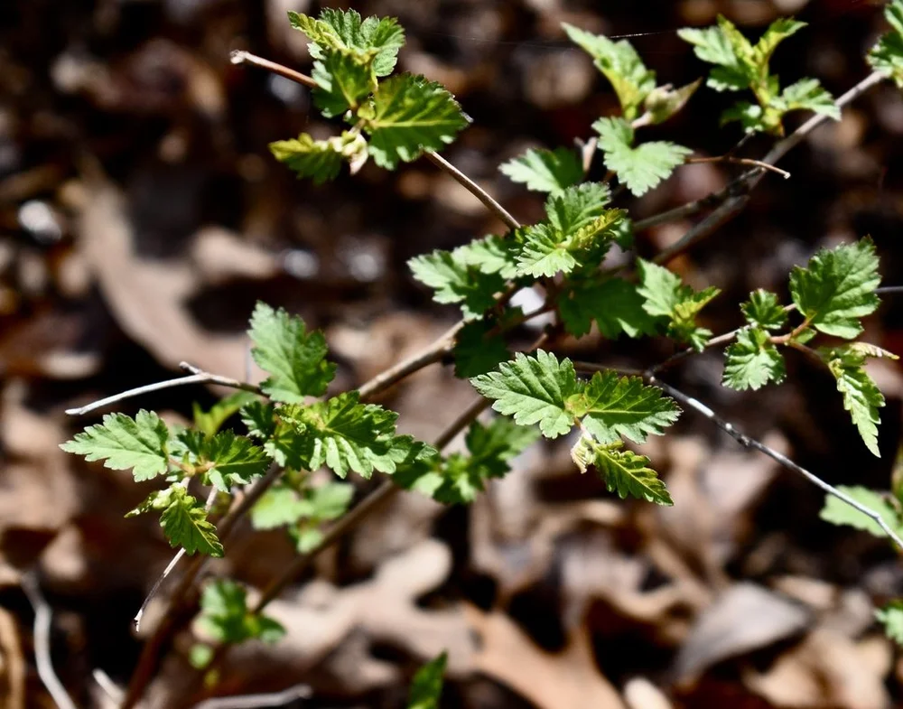 Leaves, Cathy Dewitt, CC BY 4.0