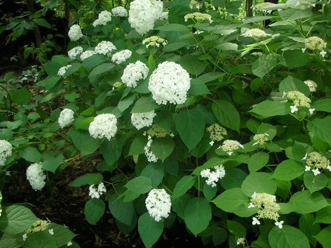Hydrangeas