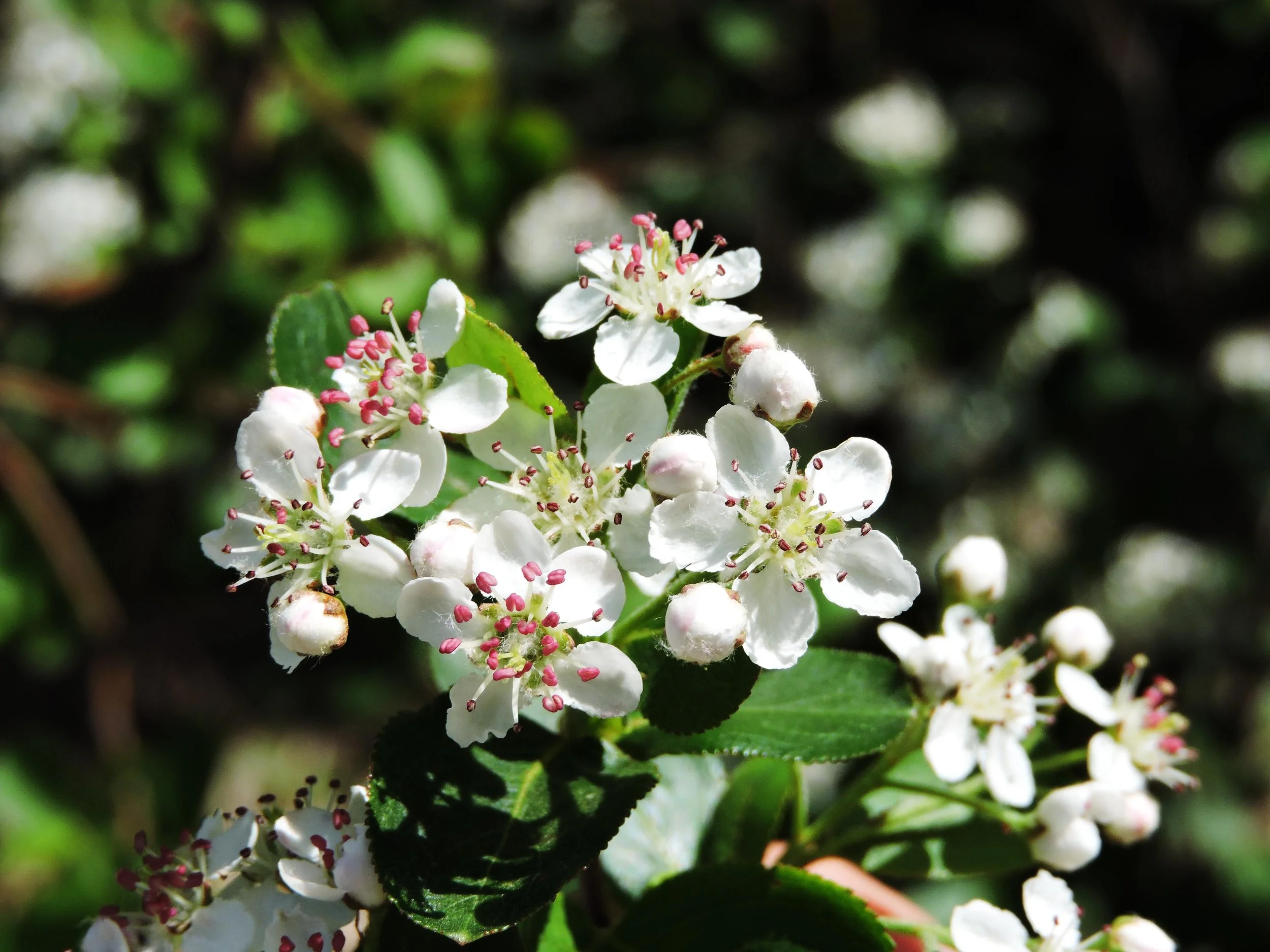 Bold, Native, Reliable: Black Chokeberry
