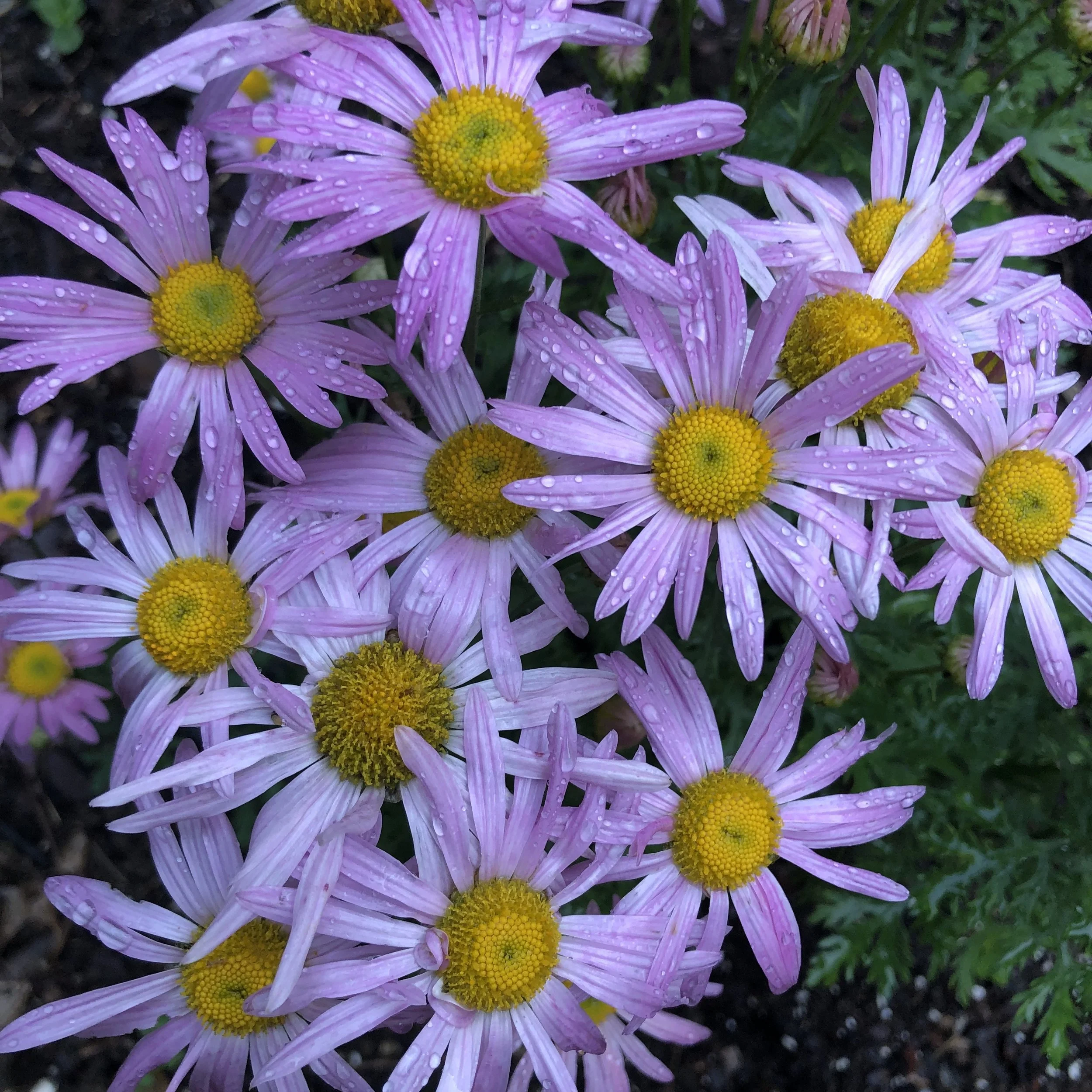 Flowers - Monroe Co Fair