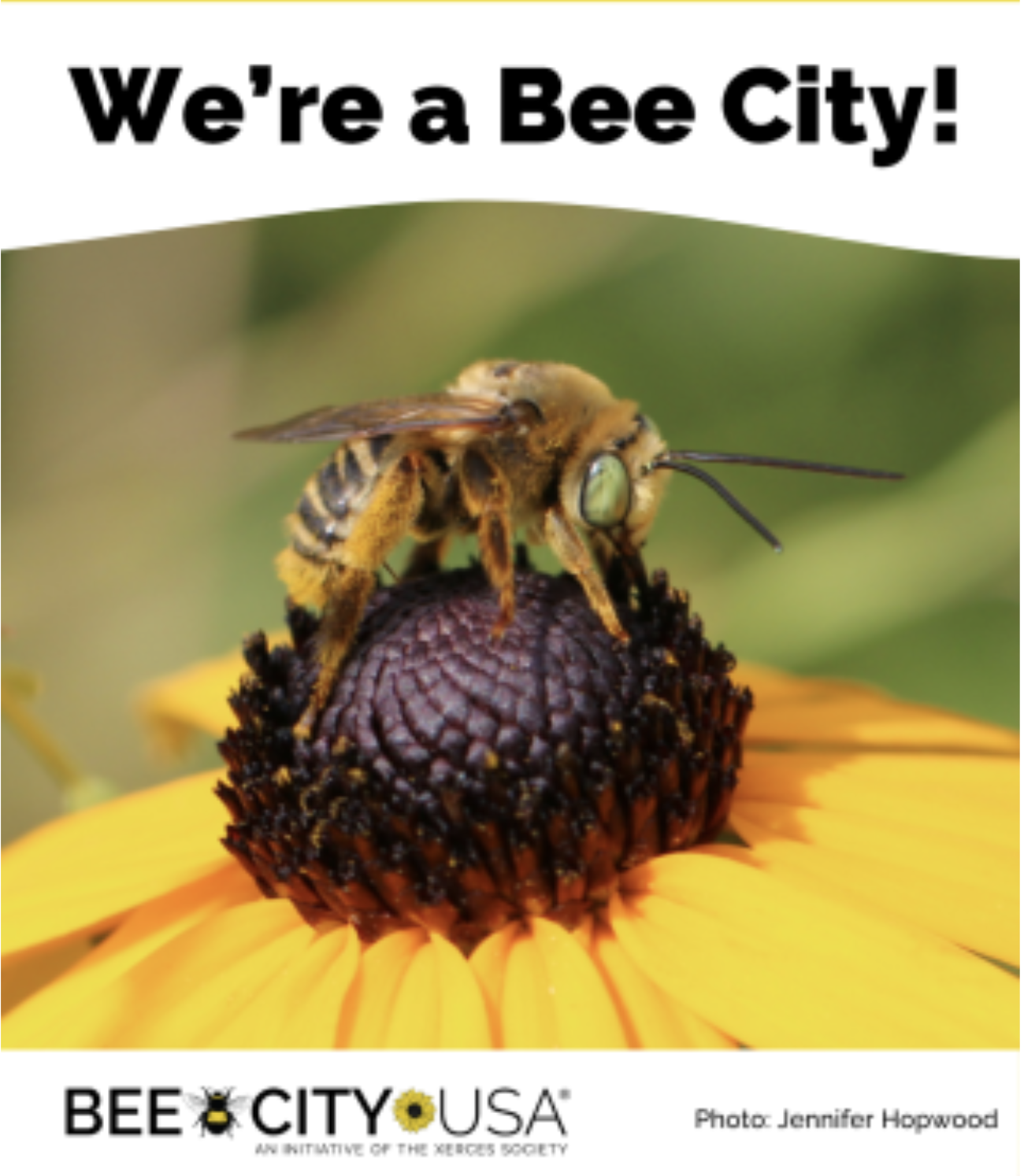 Bee City Bio Blitz