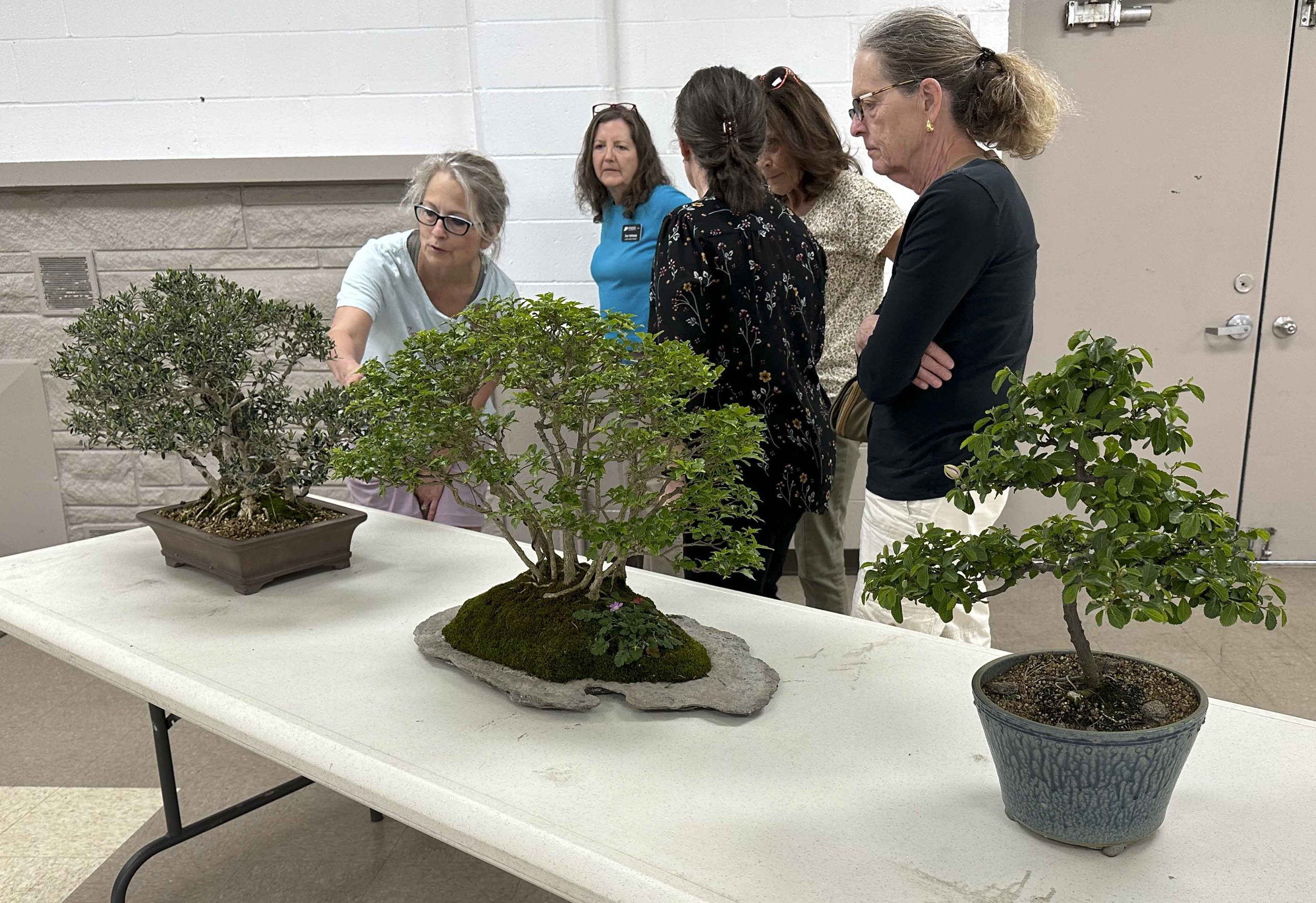 continuing-ed-bonsai-3.jpg