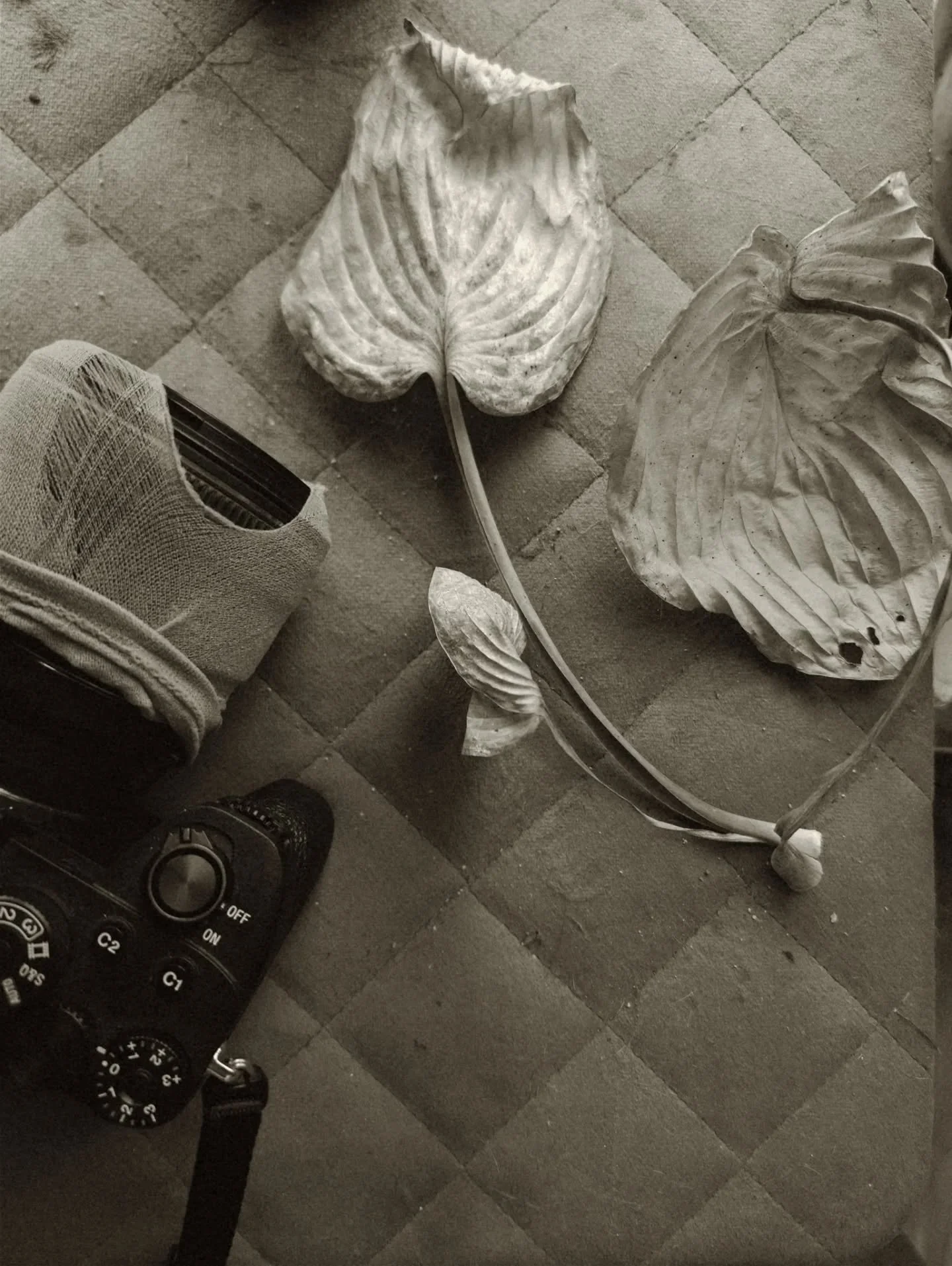 Study in Decay + Power feat. @queenkdiddle