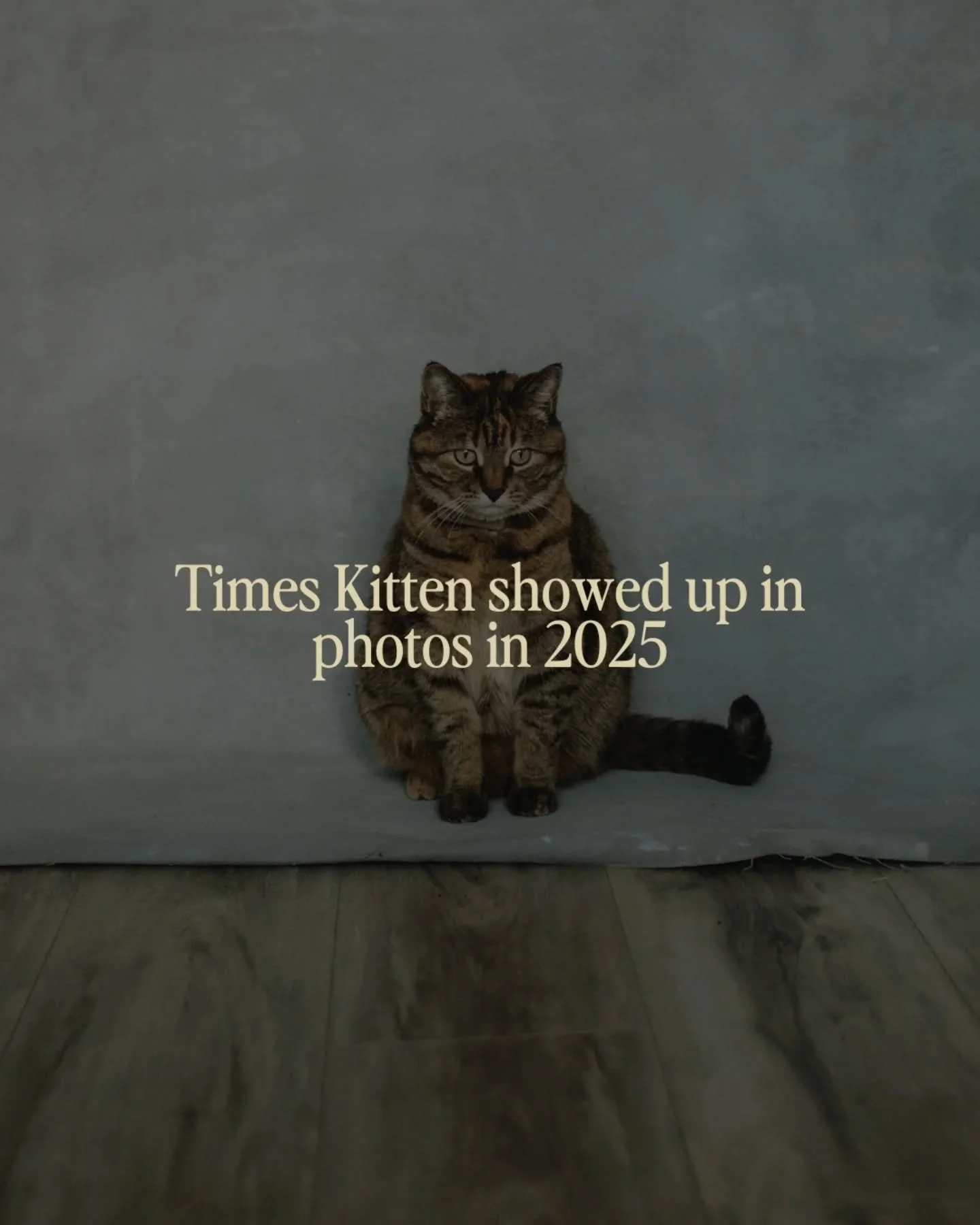 This little diva loves to be in photos 🐱 she has become the cutest photobomber in client sessions 🐈