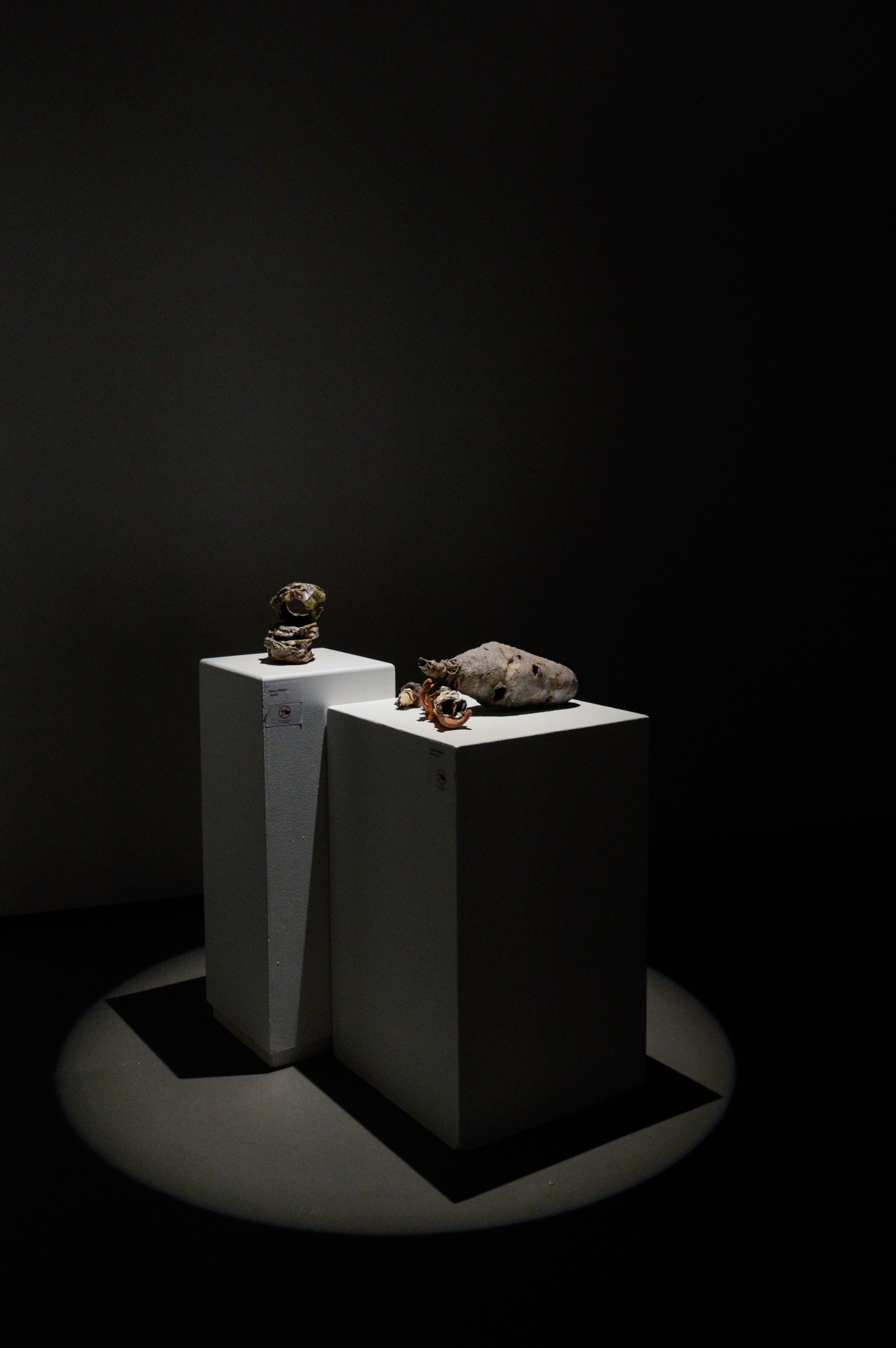 _DSC0145.jpeg