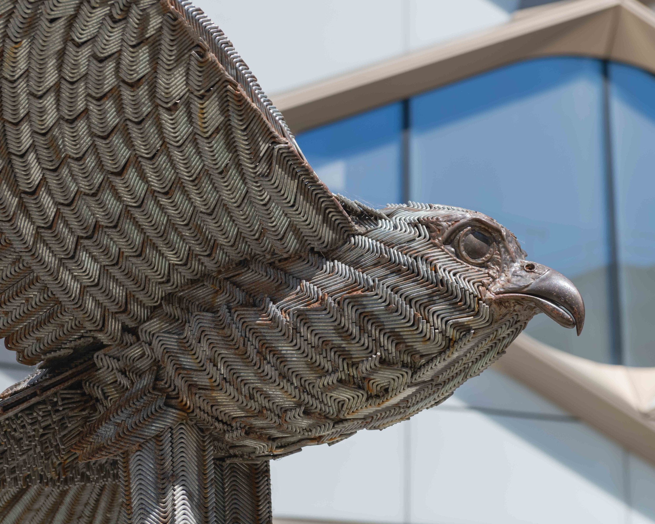 'Allen' the Peregrine, by Jason Heppenstall. Outside 'The Diamond' building, University of Sheffield.