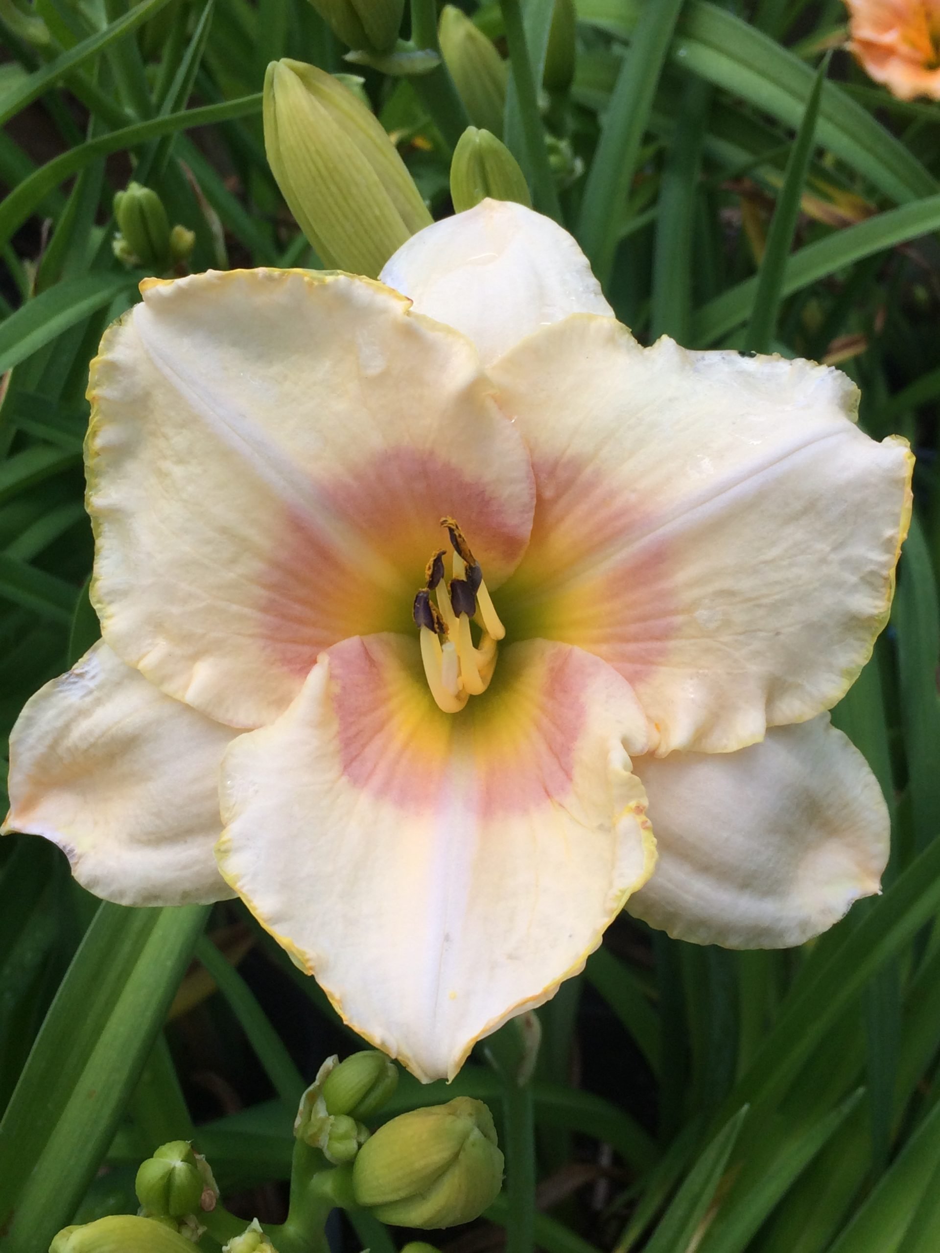 Summer Blush