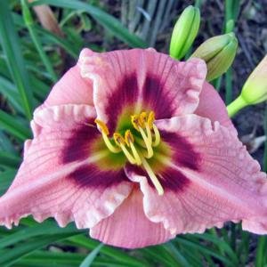 Siloam Merle Kent
