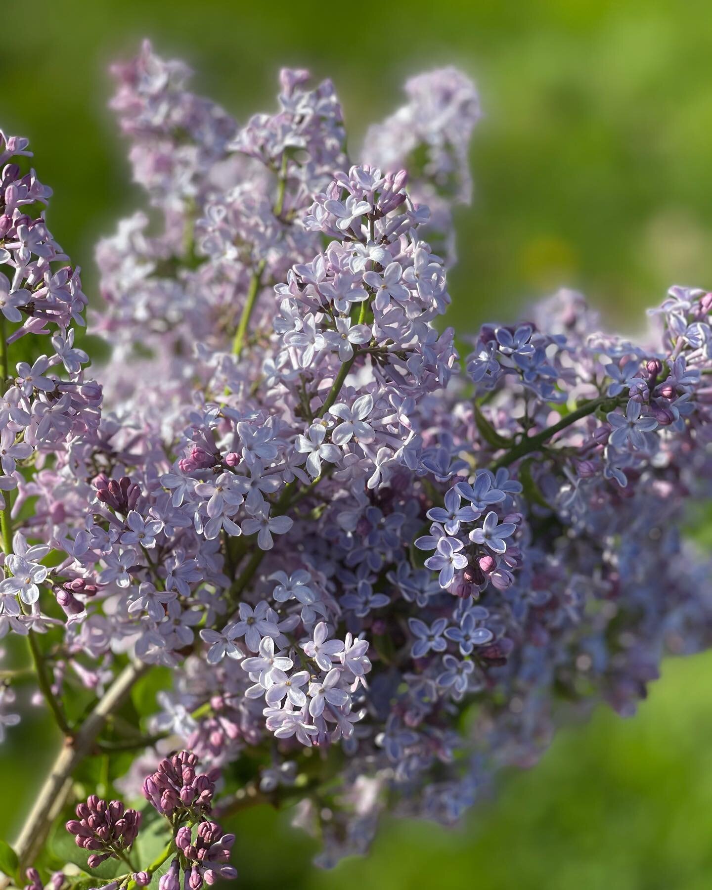 The lilacs are blooming and we are thrilled. A big thank you to everyone who supported us for Mother&rsquo;s Day! We have been MIA as the second vaccine dose knocked us on our ass. But we are back! There are so many exciting things in the works, so s