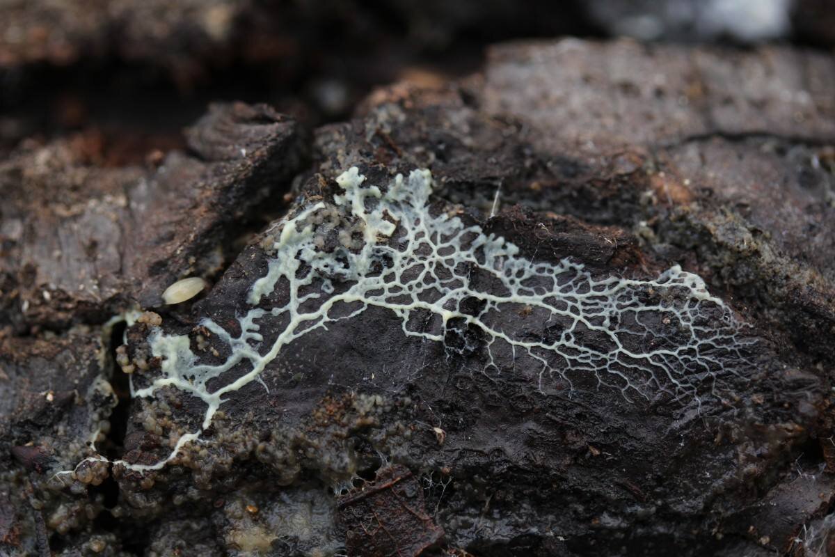 Behind the Scenes: inspiration for the giant slime mold on the library wall.