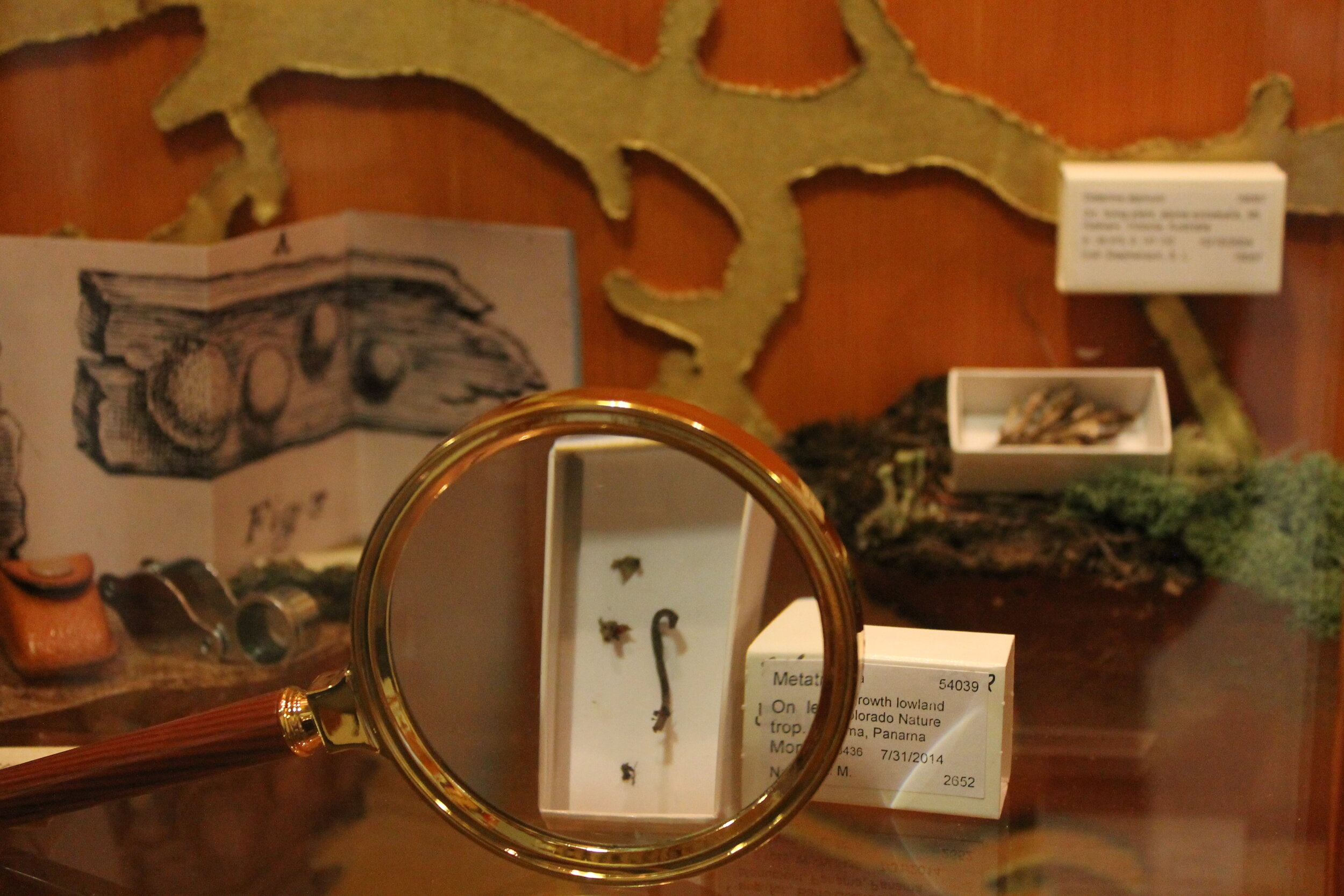 Loaned specimens from various university collections were on display.