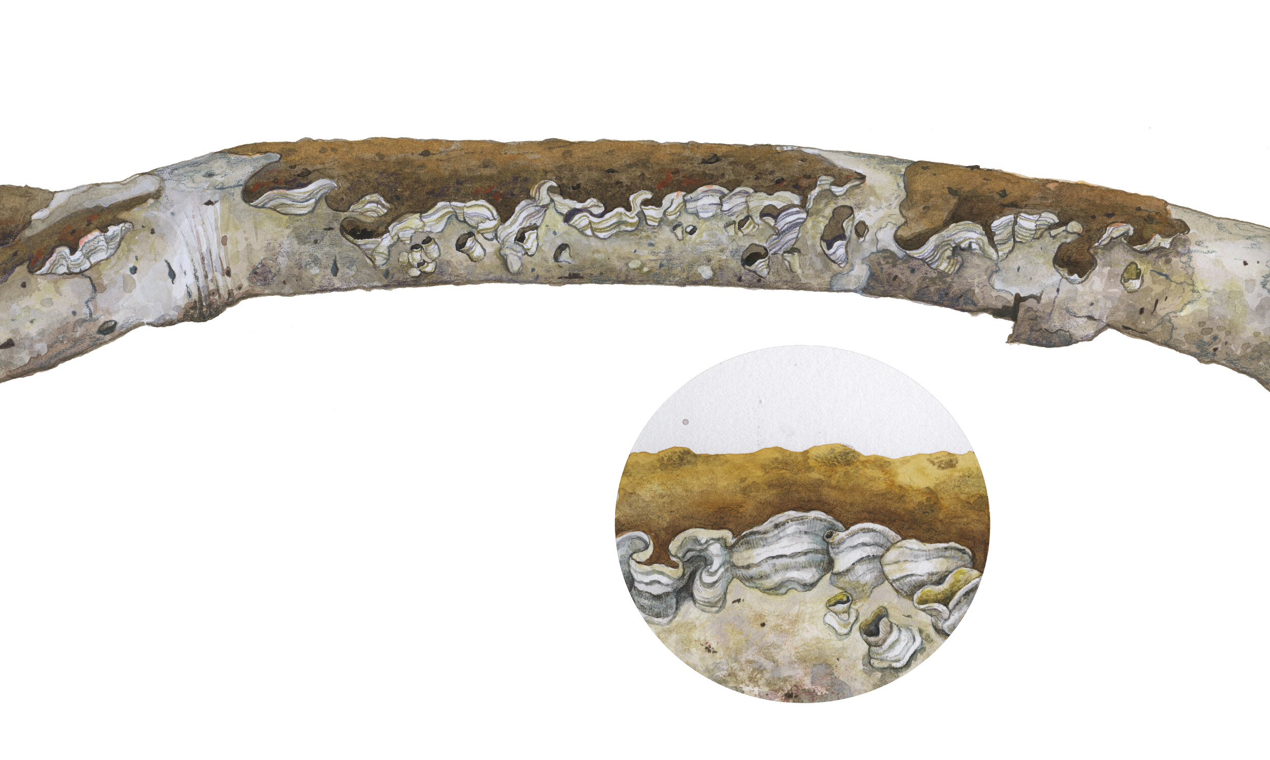 MAY 2020:
A stick covered in crust fungus (genus Hymenochaete), found in Tower Grove Park, St. Louis