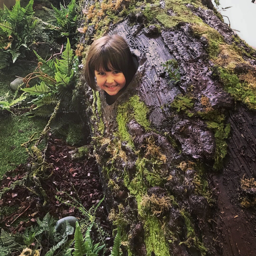 Visitors could explore this hollowed out nurse log (fisher den).