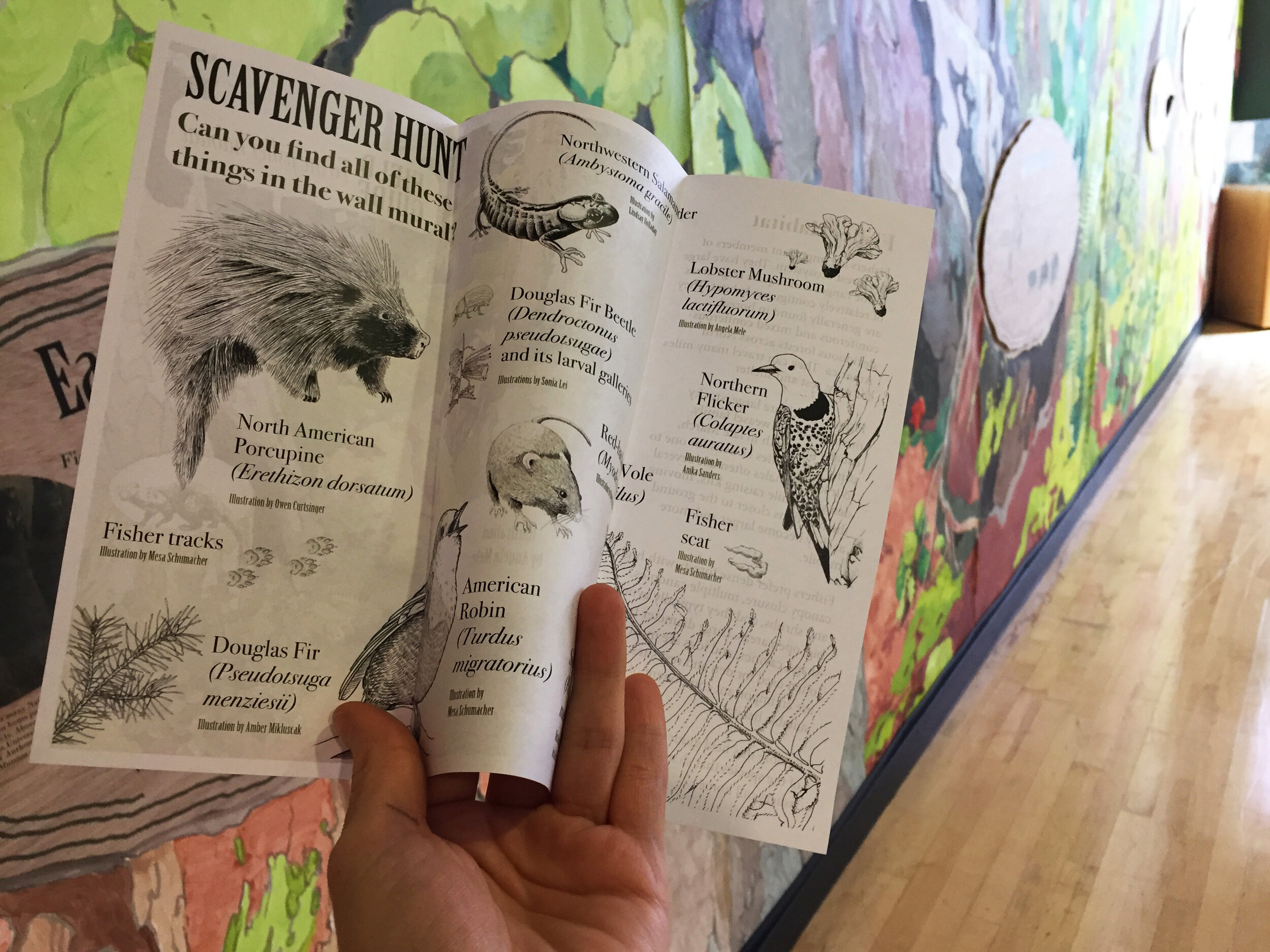 Grant funding from the Seattle Office of Arts & Culture allowed local artists to contribute species illustrations to the mural. Visitors used this field guide to find the plants and animals that live alongside fishers.