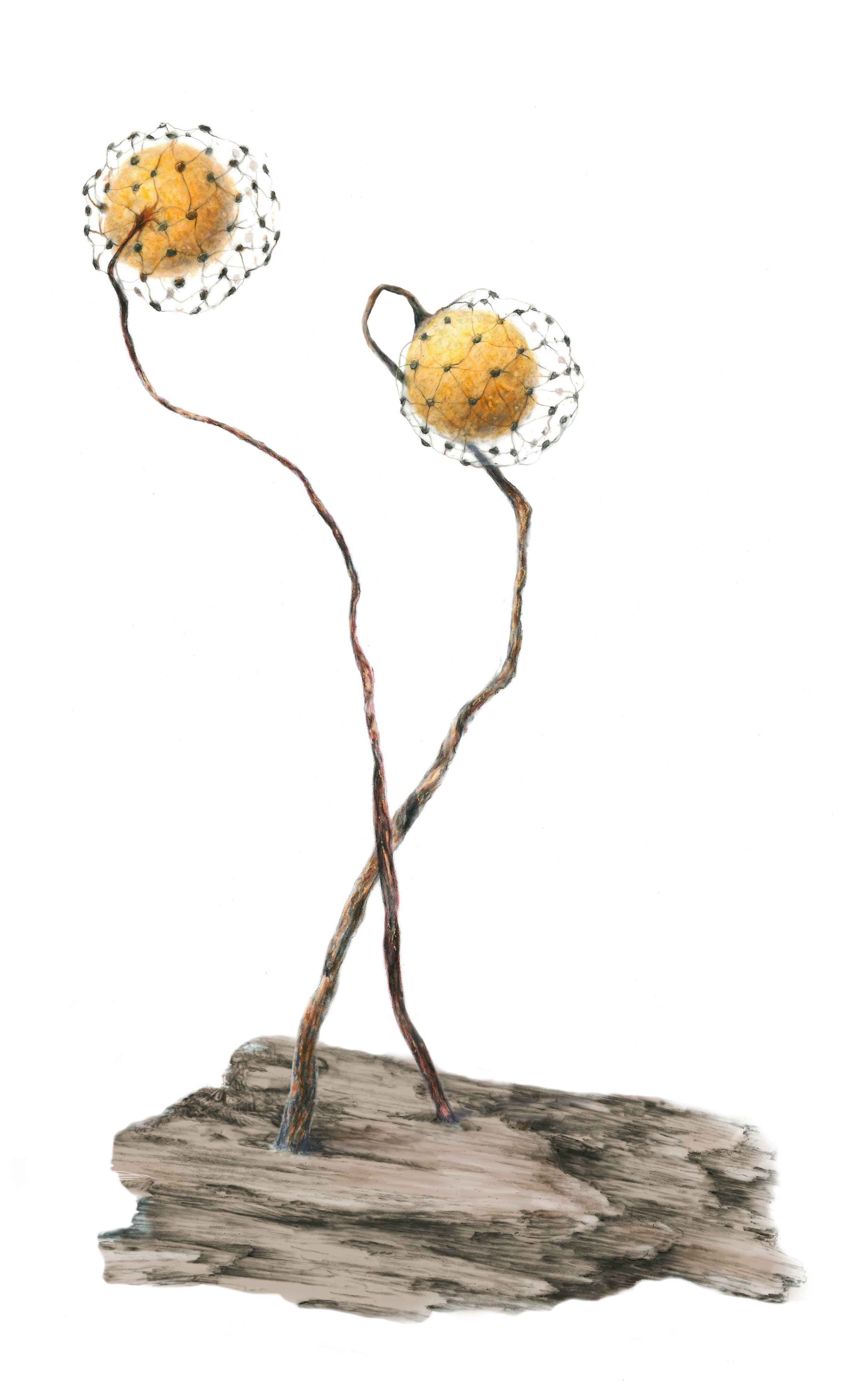 c_microcarpa_flat.jpg