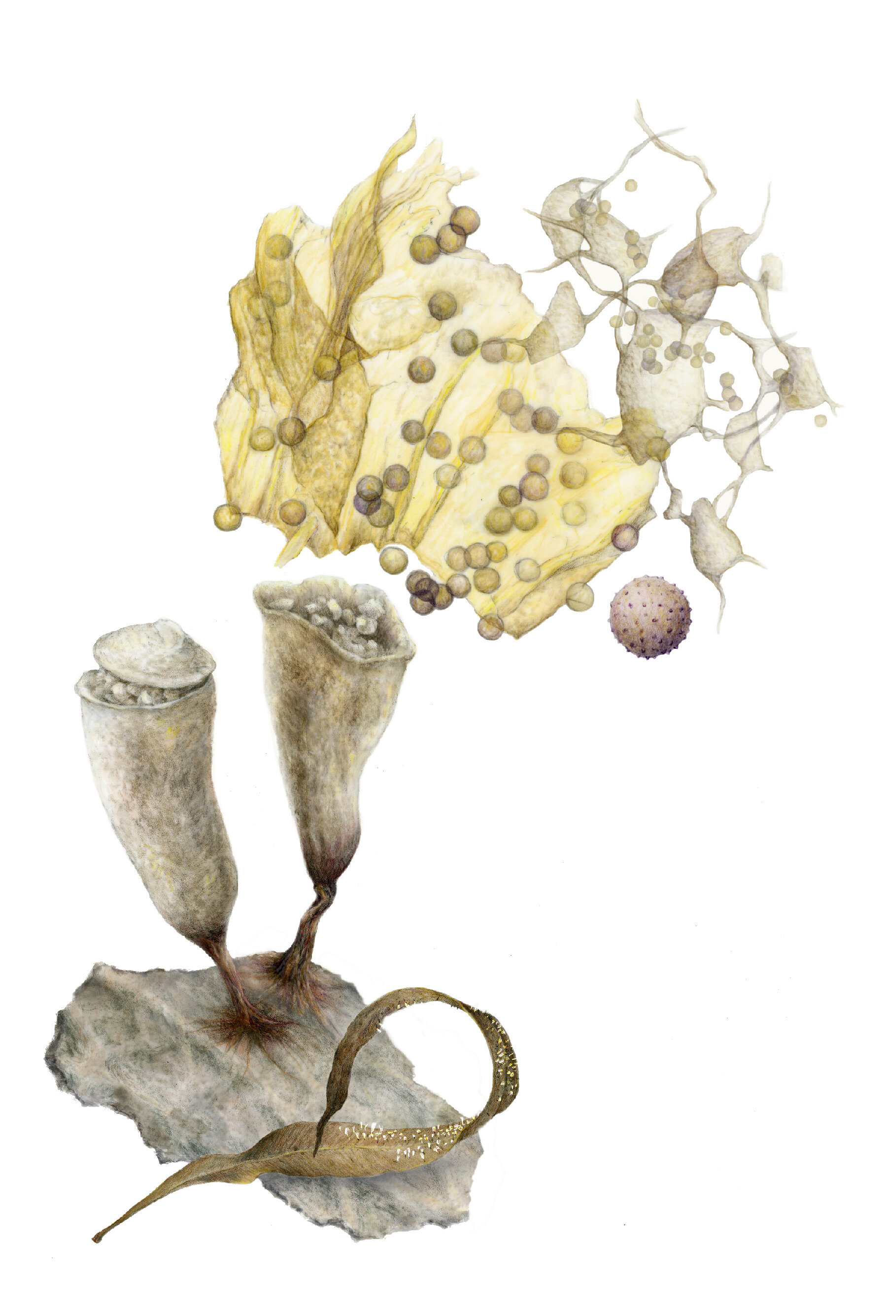 C_leucocephalum.jpg