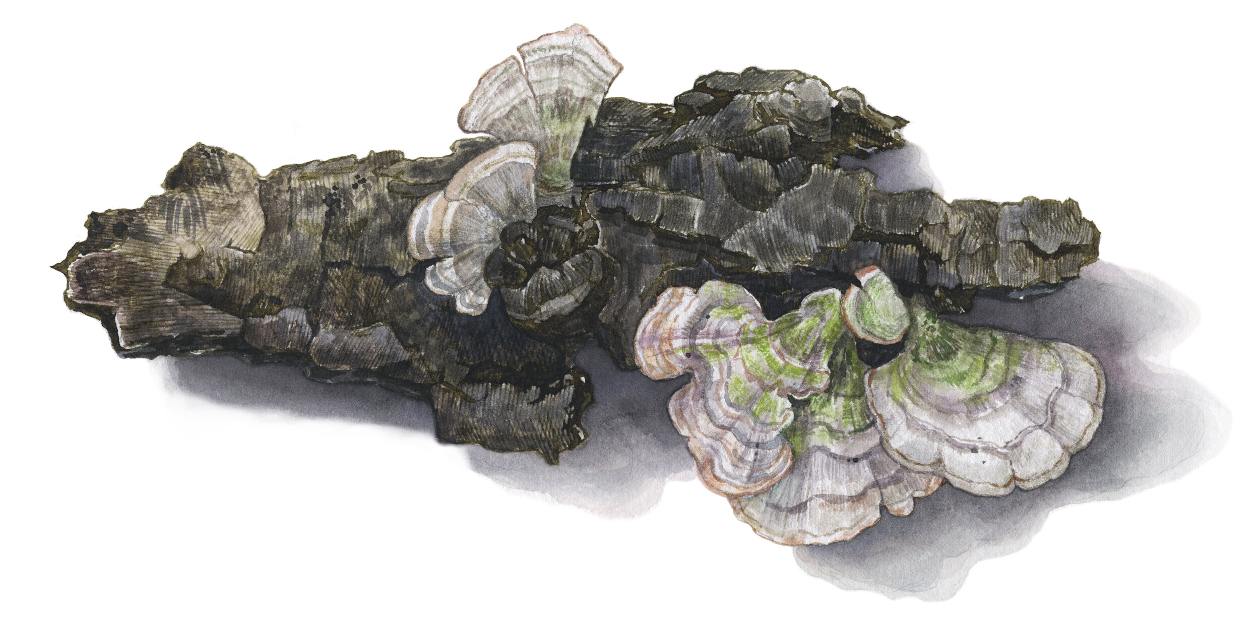 JANUARY 2021: false turkeytails create a home for green algae in the middle of winter. Found in Kennedy Forest, St. Louis.