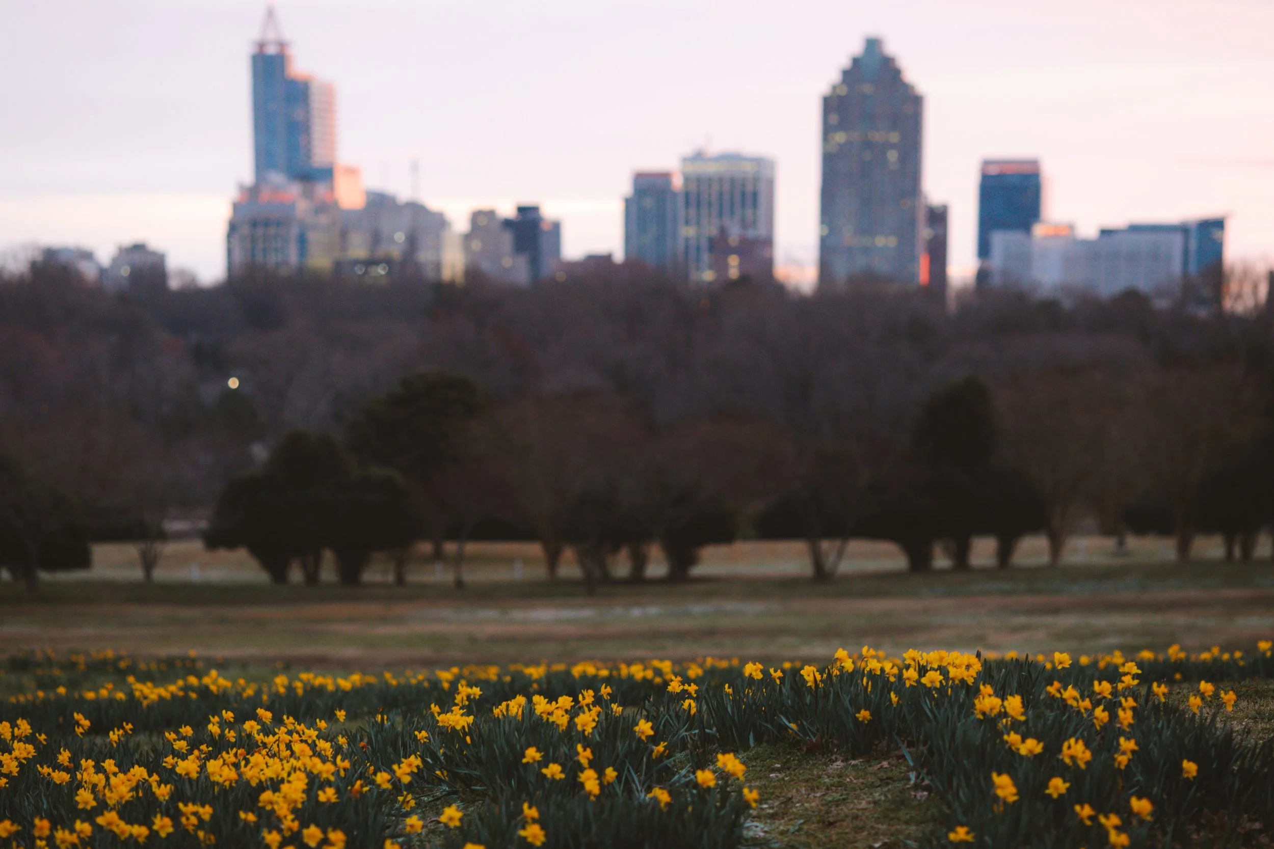 Raleigh, North Carolina skyline at dusk with yellow flowers in the foreground